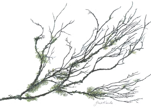 Preston River Lichen by Gail Keirle