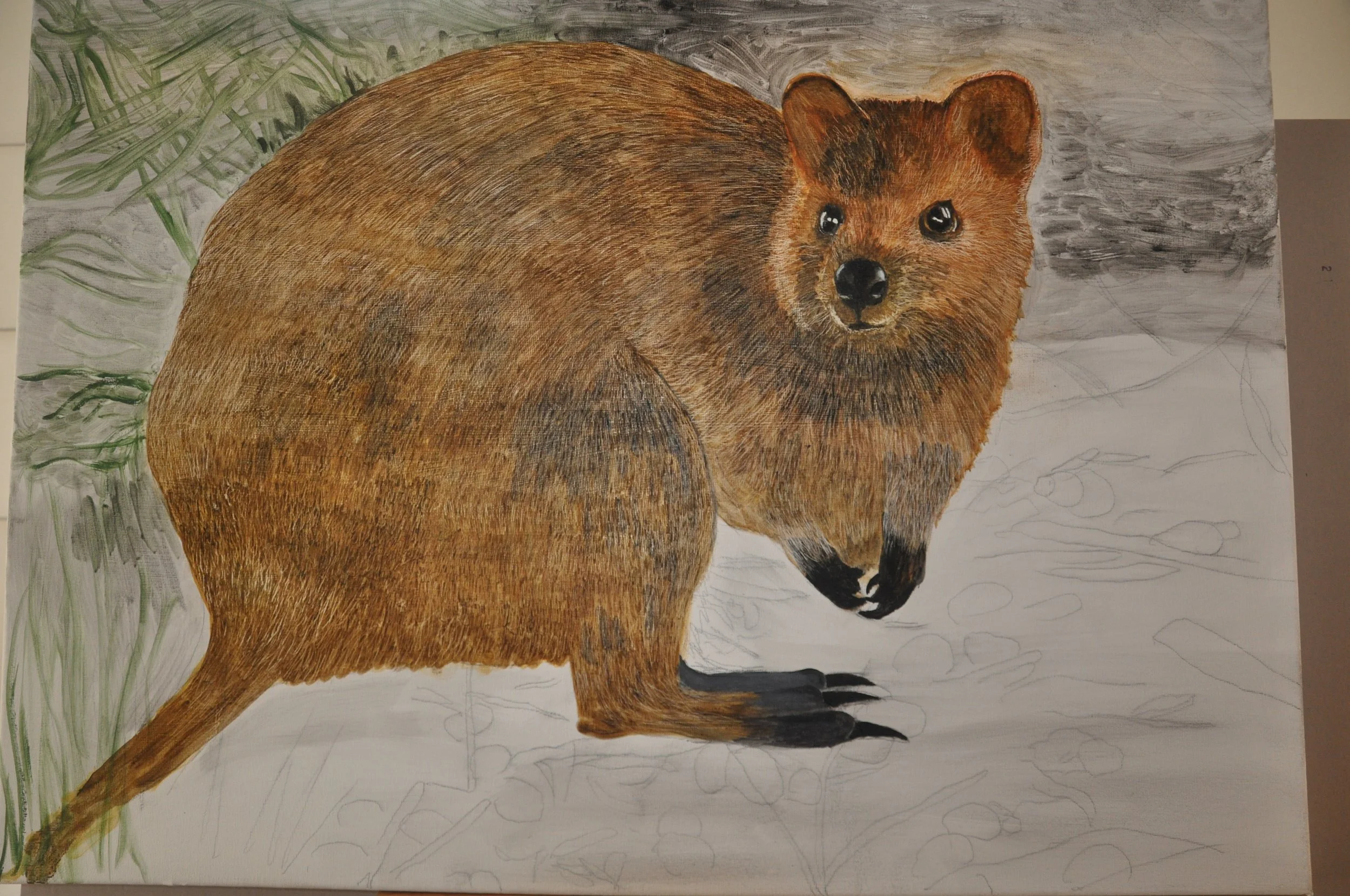 Quokka by Richard Dowle
