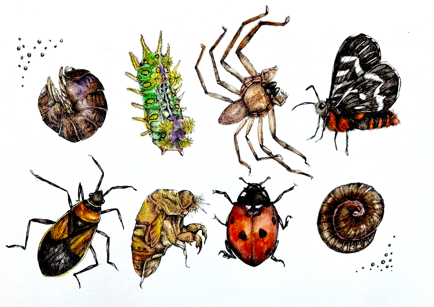 Bronwyn Tracey, Childhood Crawlies, 2025, pen and watercolour on paper