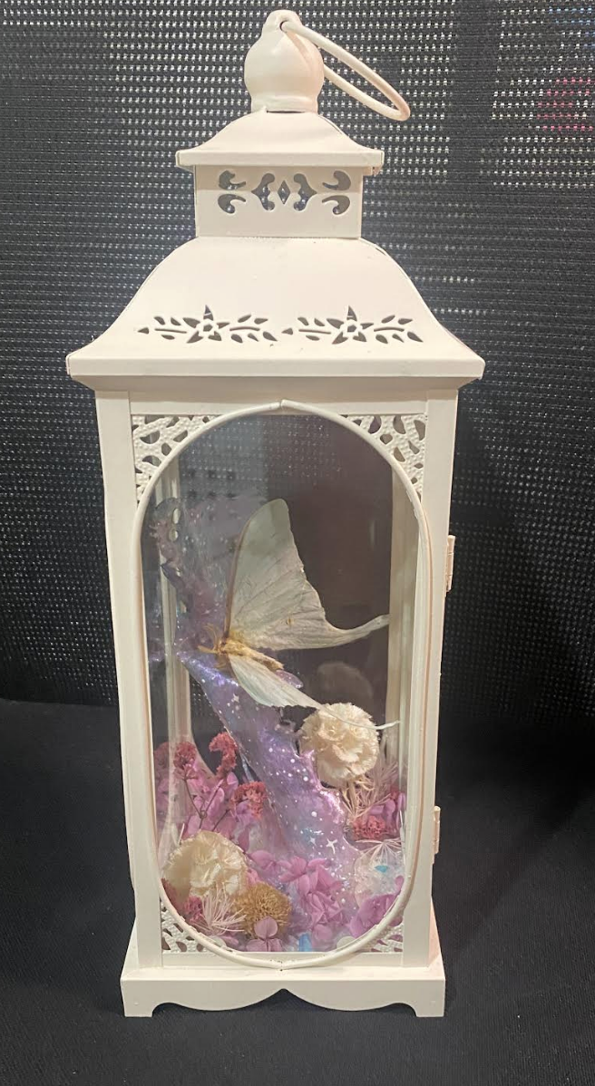 Flutterby’s Butterflys, A Glint of a Galaxy ft Actias artemis, 2025, taxidermy and mixed media