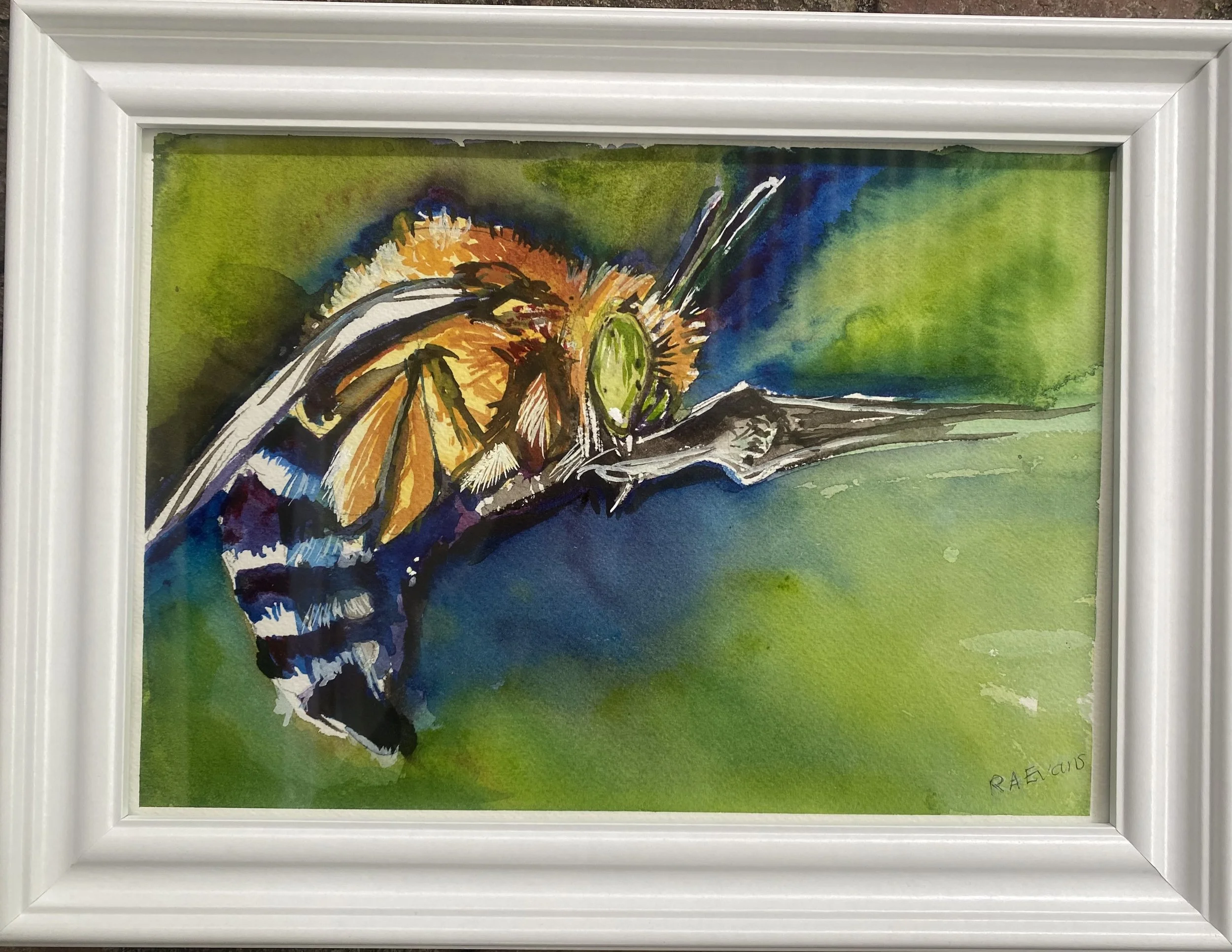 Ann Rosalind Evans, Native Bee, 2026, watercolour