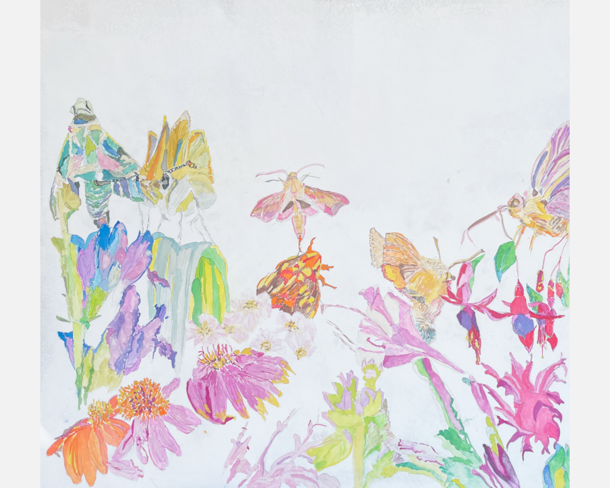 Cymbie Burgoyne, Night Pollinators, 2026, watercolour