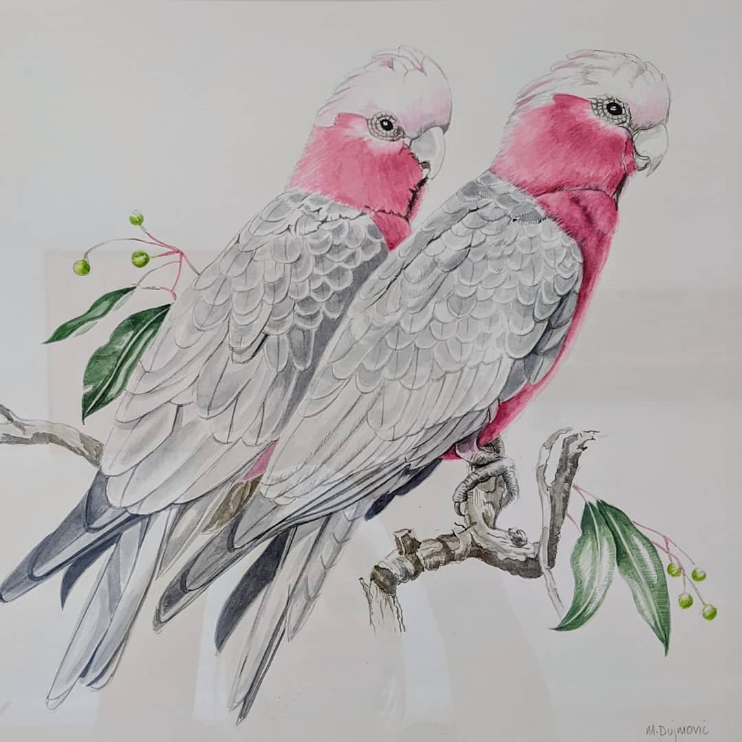 Michelle Dujmovic_Galahs in the Marri Tree.jpg