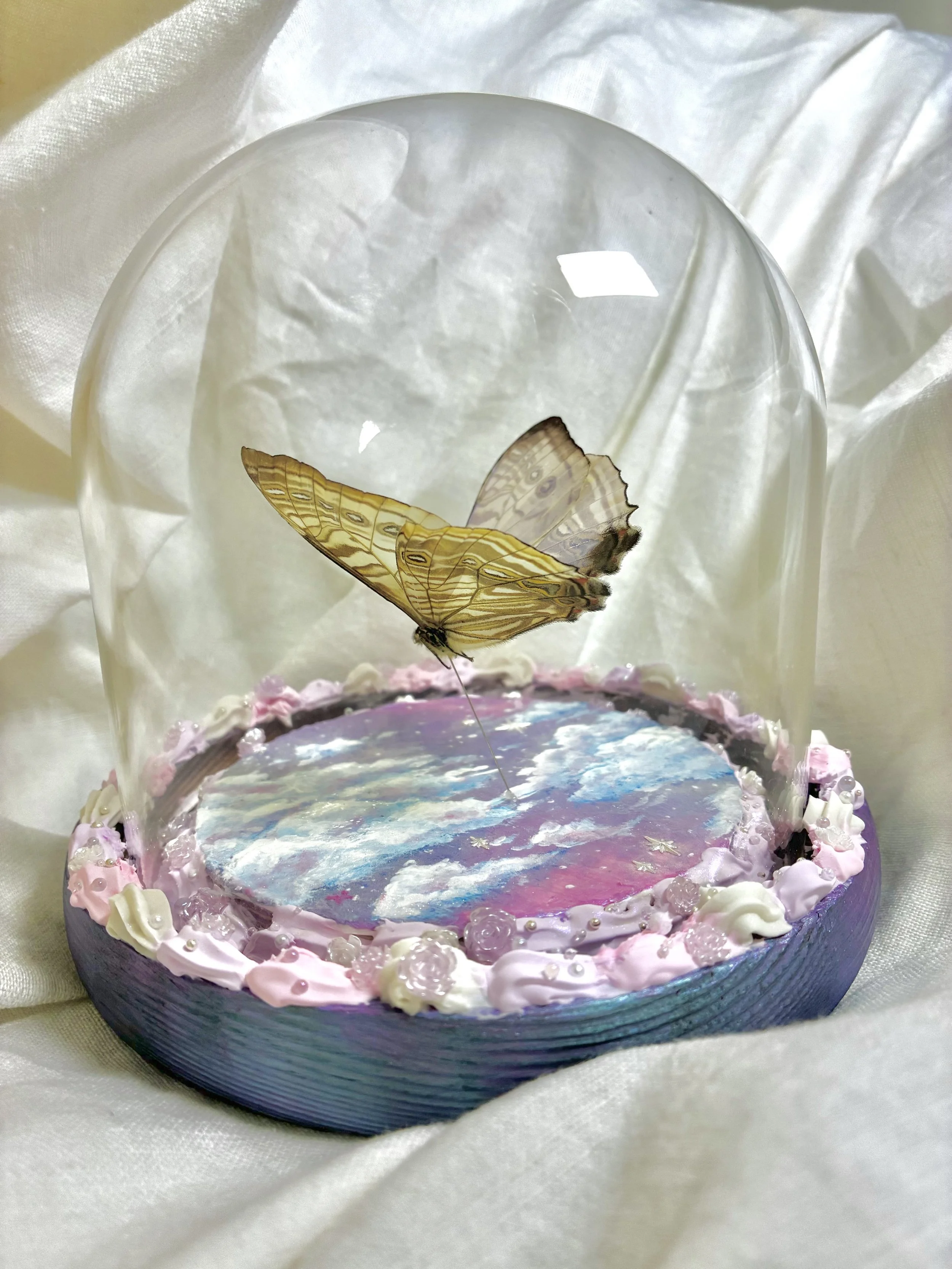 Flutterby’s Butterflys, Cloud Dreamer ft Morpho sulkowsky, 2025, taxidermy and mixed media