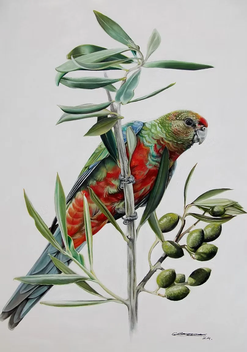 Youth and Emerging Artist: Platycercus icterotis by Clancy Mercer