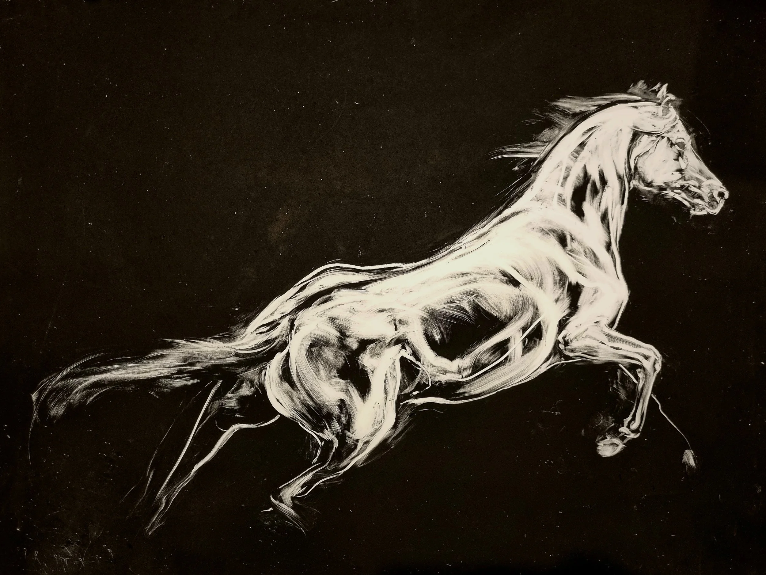 Study of a Lunging Horse by Denise Scheer