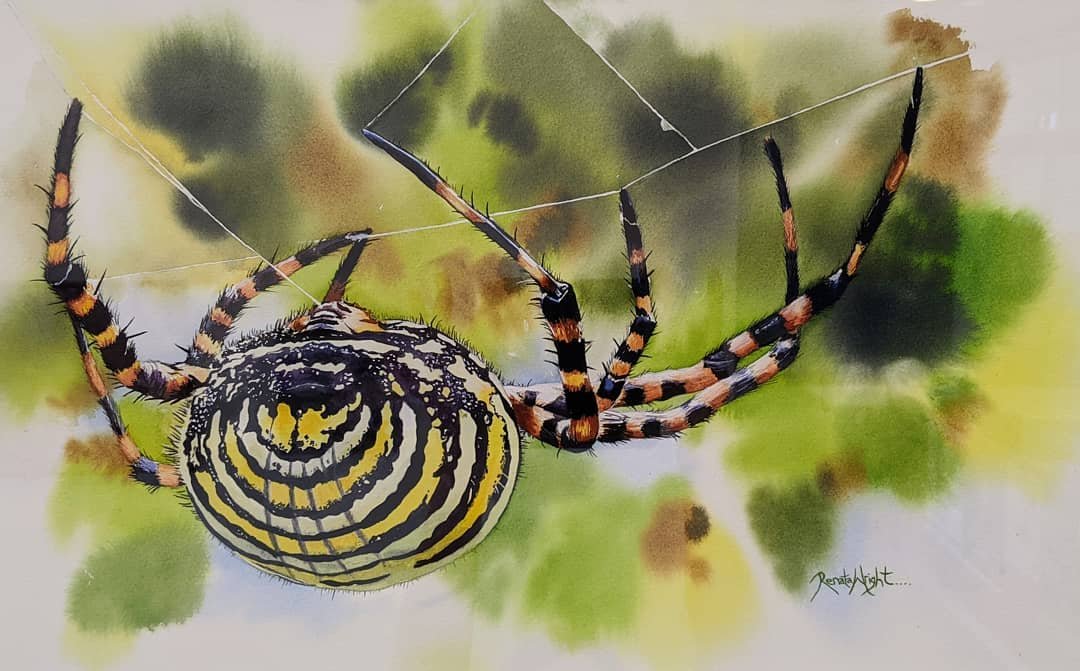 Renata Wright_Banded Orb Weaver.jpg