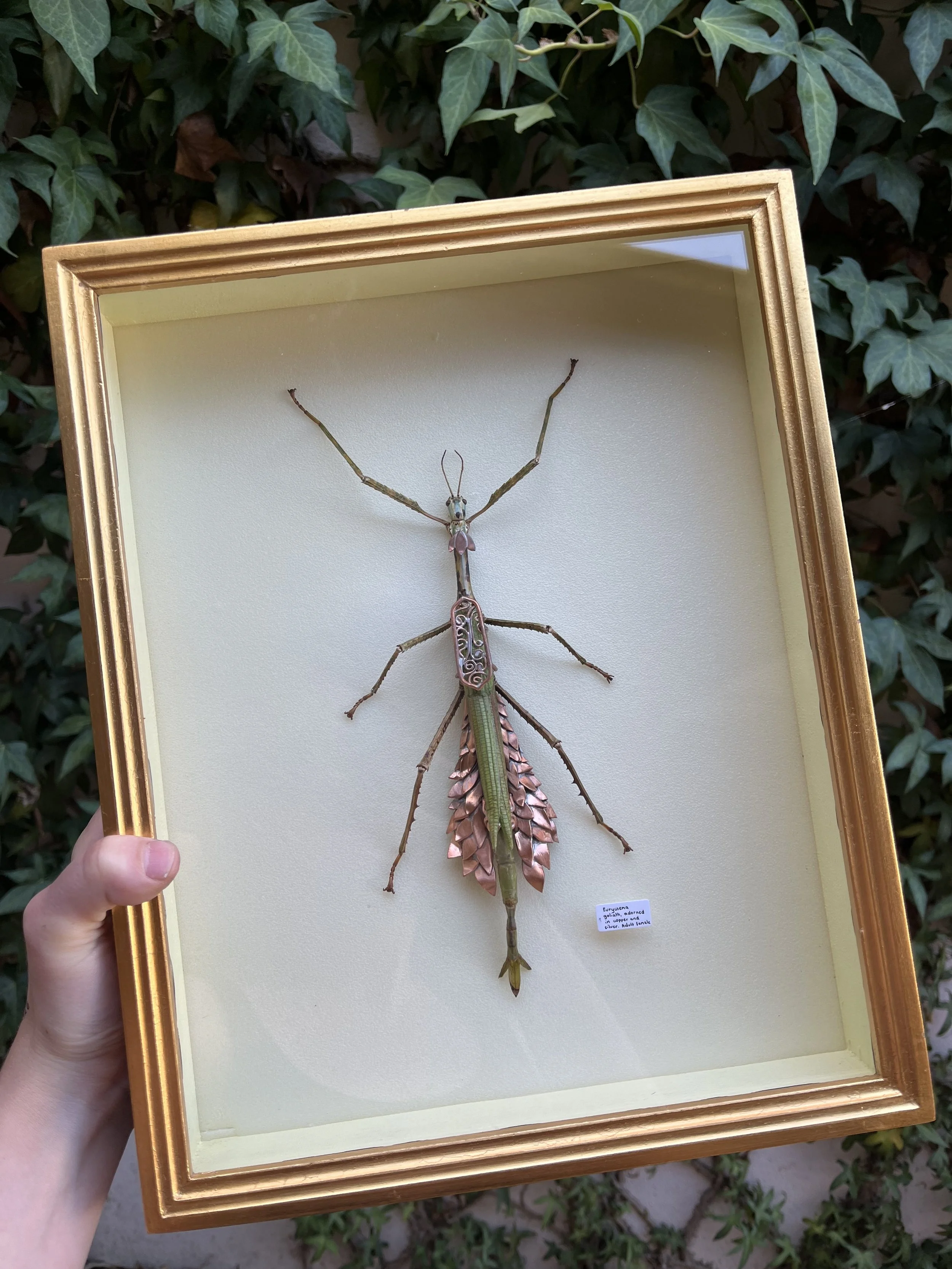 Eva Margaux Ladyman, Eurycnema goliath, 2026, taxidermy specimen, copper and silver