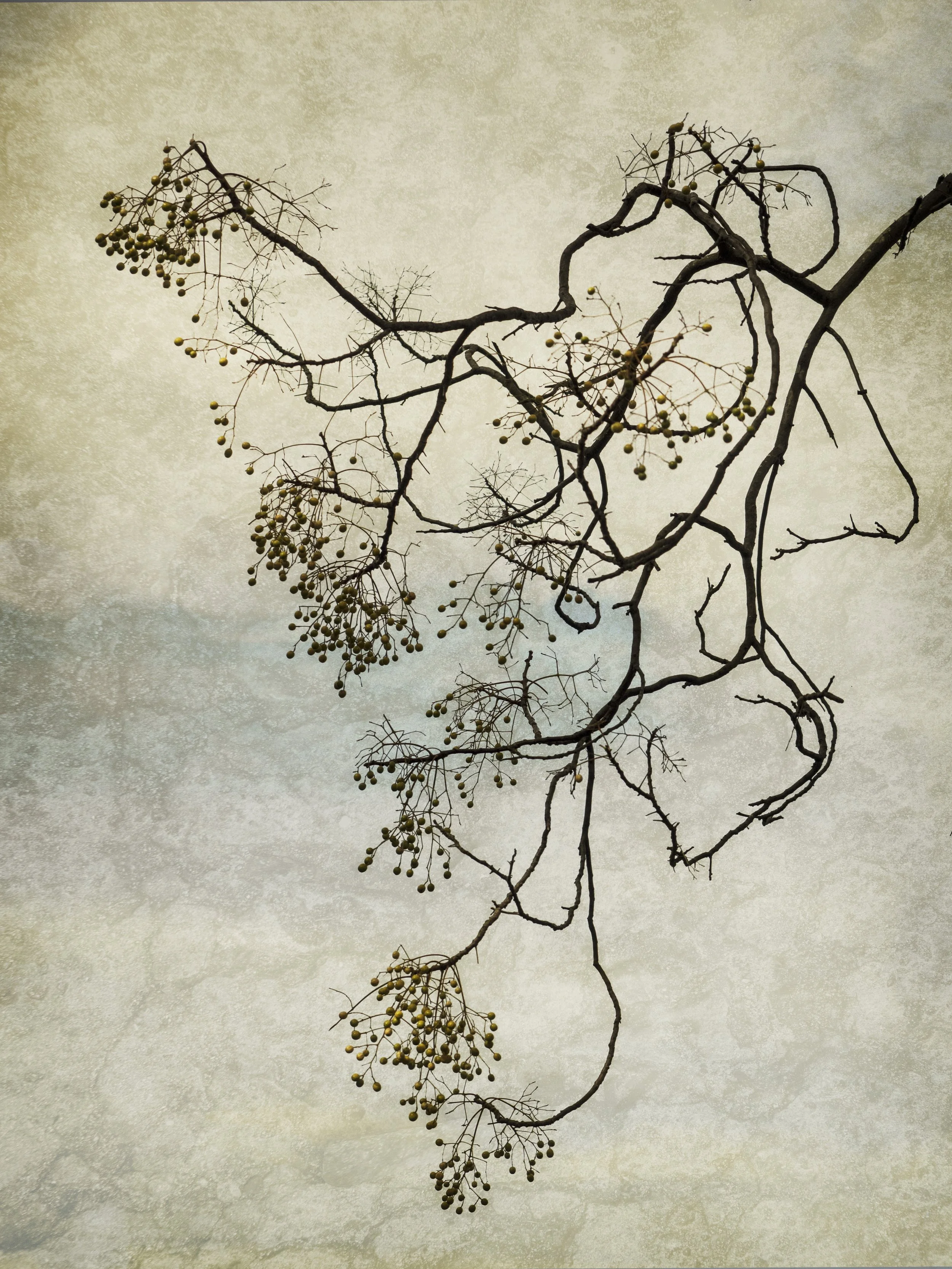 Photography  and New Media: Morning by Norma Schwind