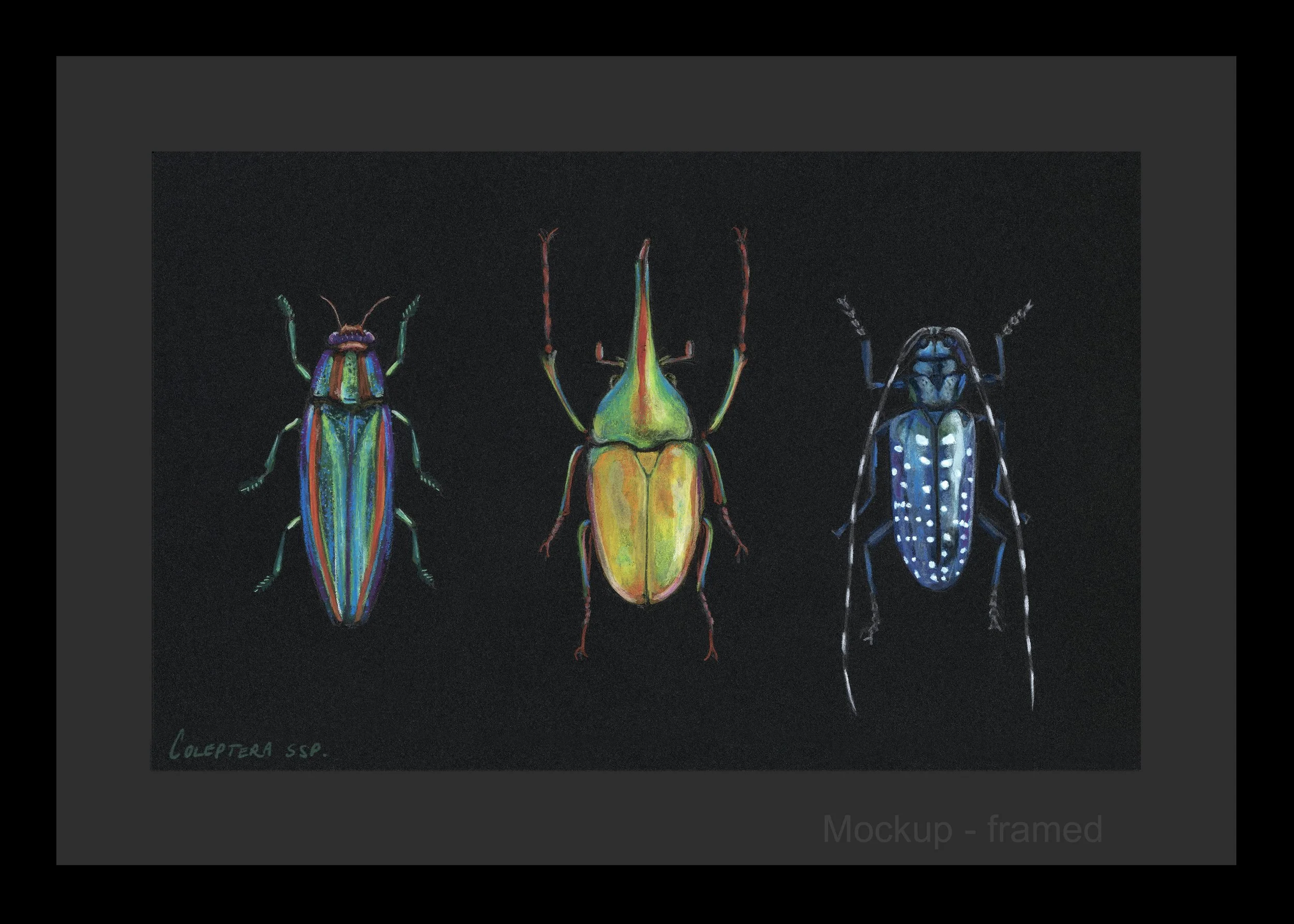V Pardos, Coleoptera ssp., 2026, fine art archival print of gouache painting