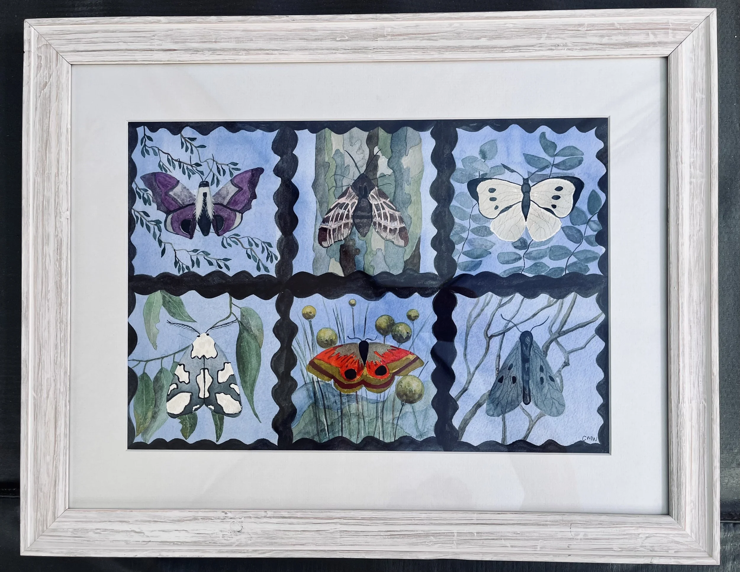 Carleen Wynhorst, Moths on Show, 2026, watercolour