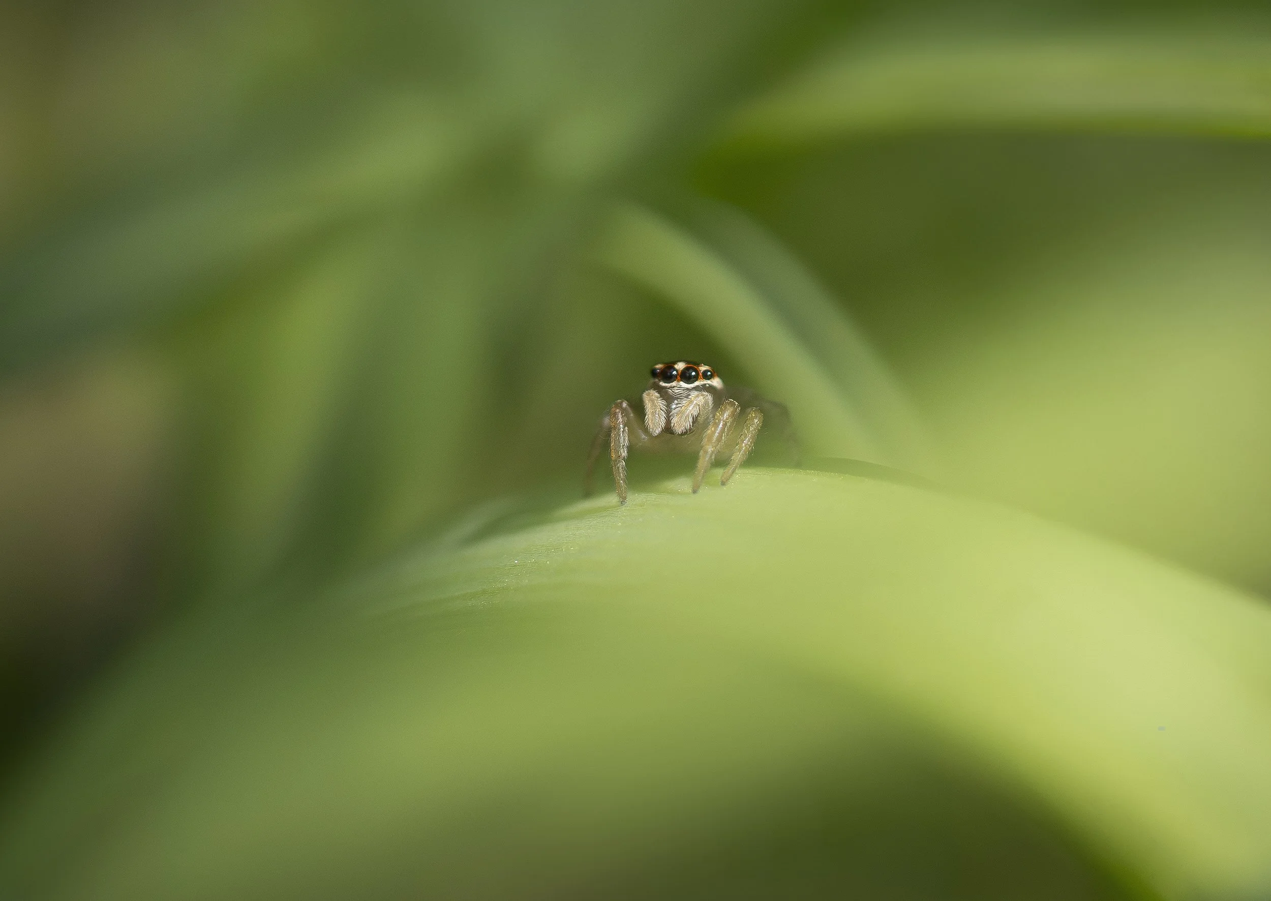 Christine Pardos, I See You, 2025, metallic fine art photographic print