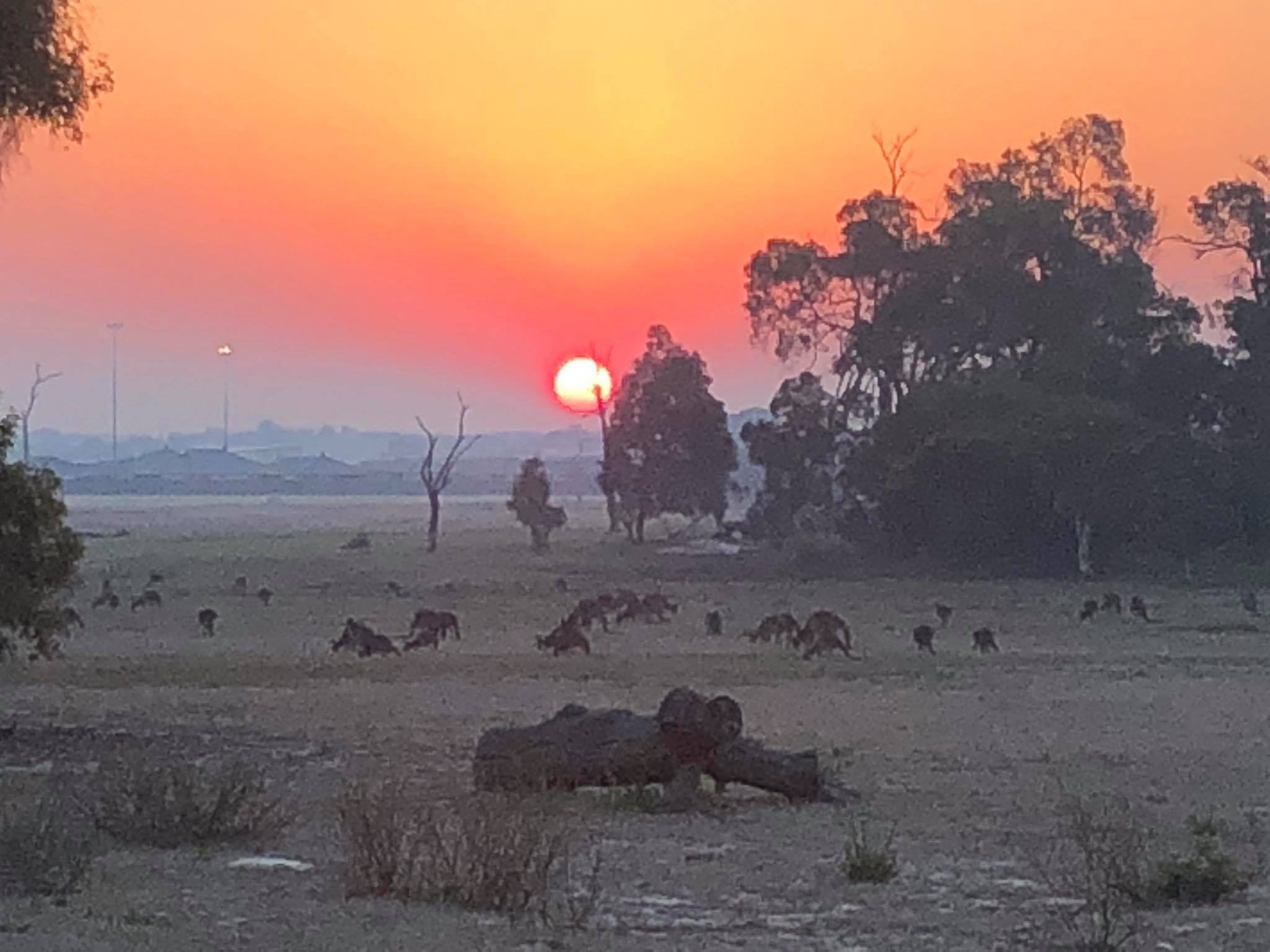 Hendrick Raull Singh, Sunset in The Vines, 2019.jpeg