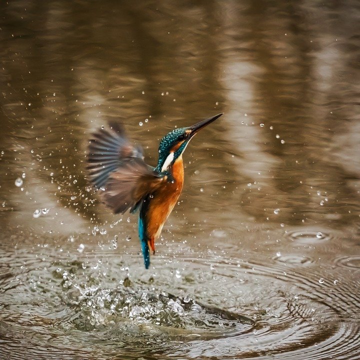 Kingfisher by Pam Myers