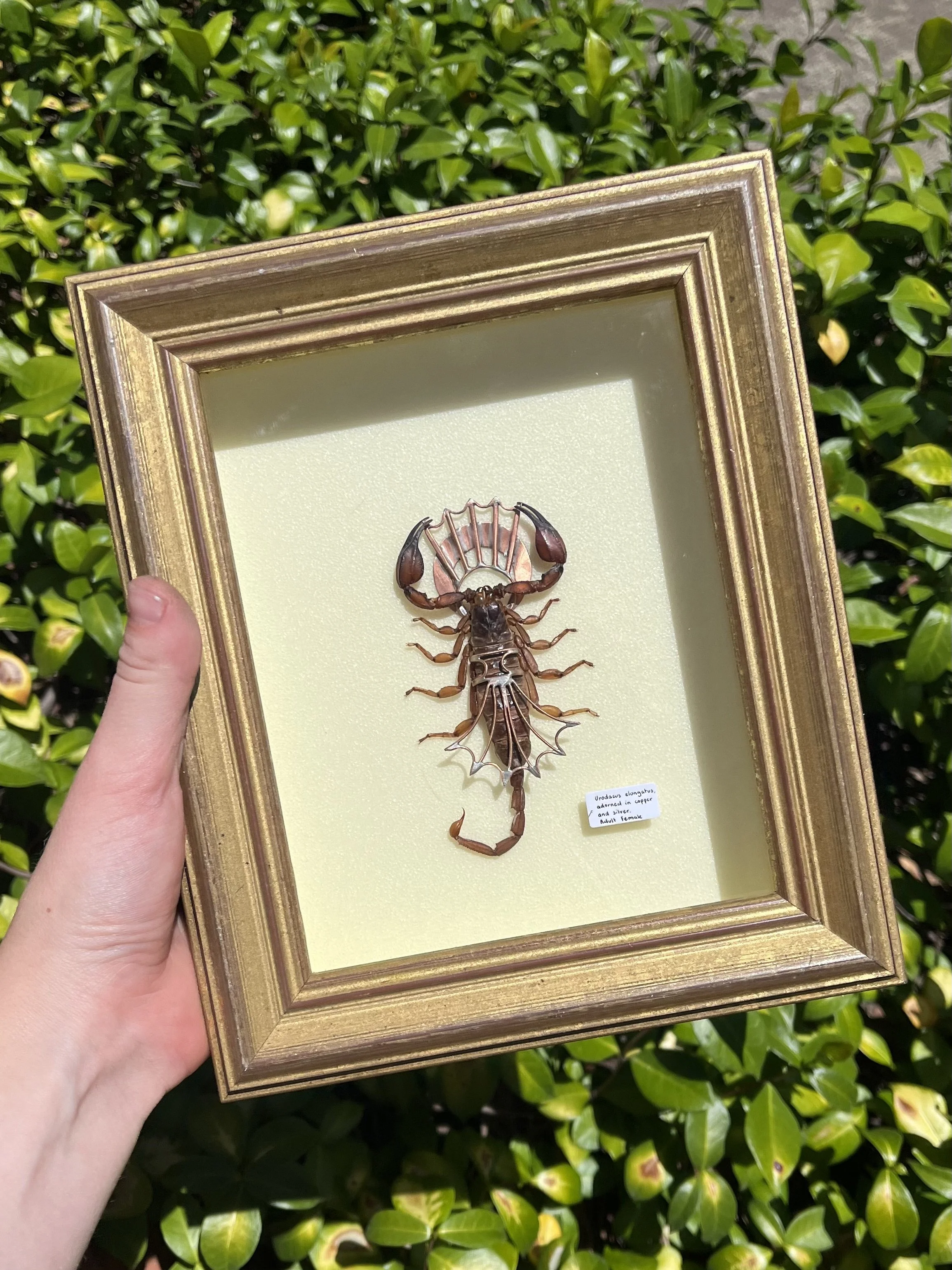 Eva Margaux Ladyman, Urodacus elongatus, 2026,
taxidermy specimen, copper and silver