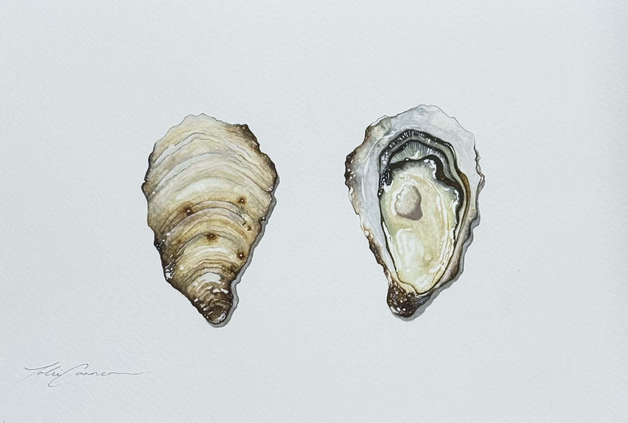 Tobi Conner, Oyster shells, 2025, watercolour.