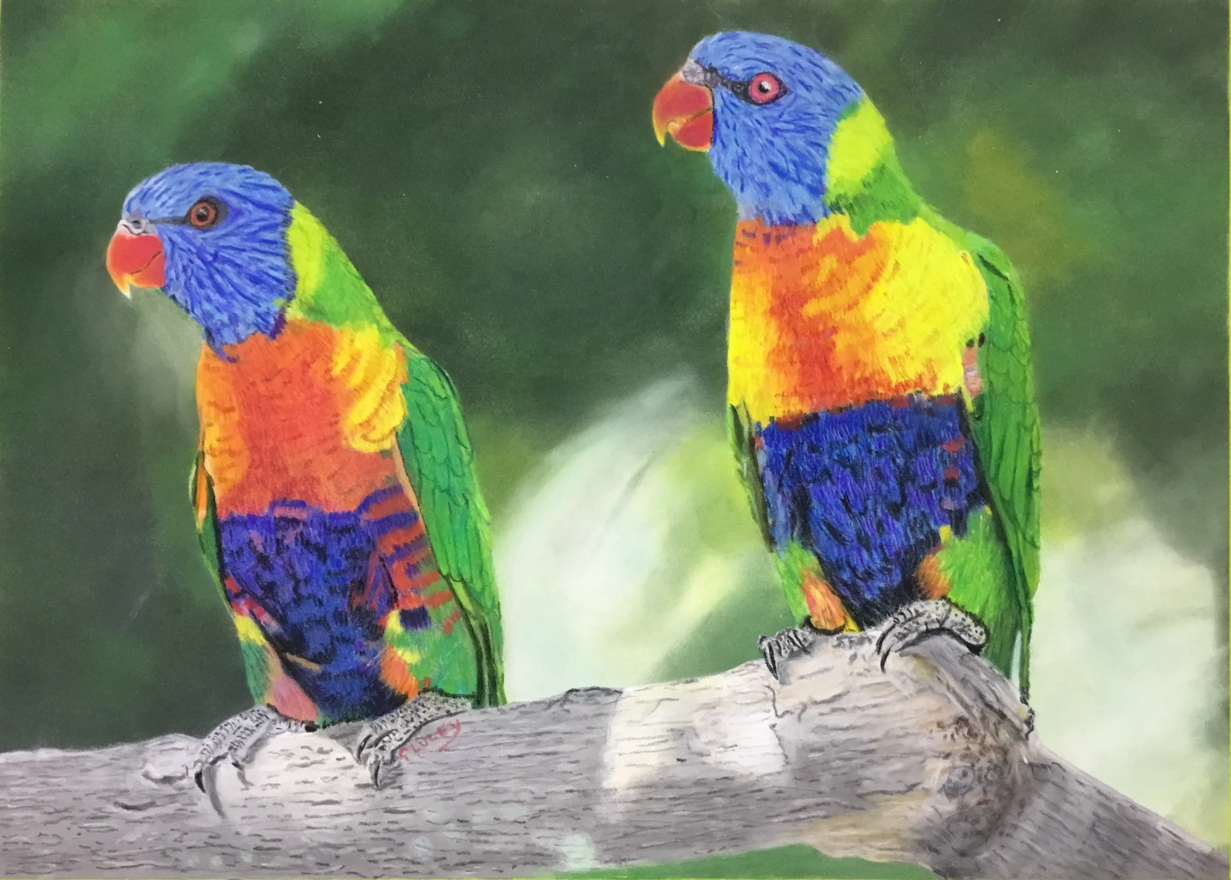 Rainbow Lorikeets by Geoff Lucey