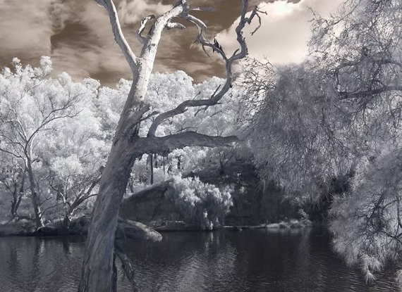 Tree of Swan by Richard Kabzinski