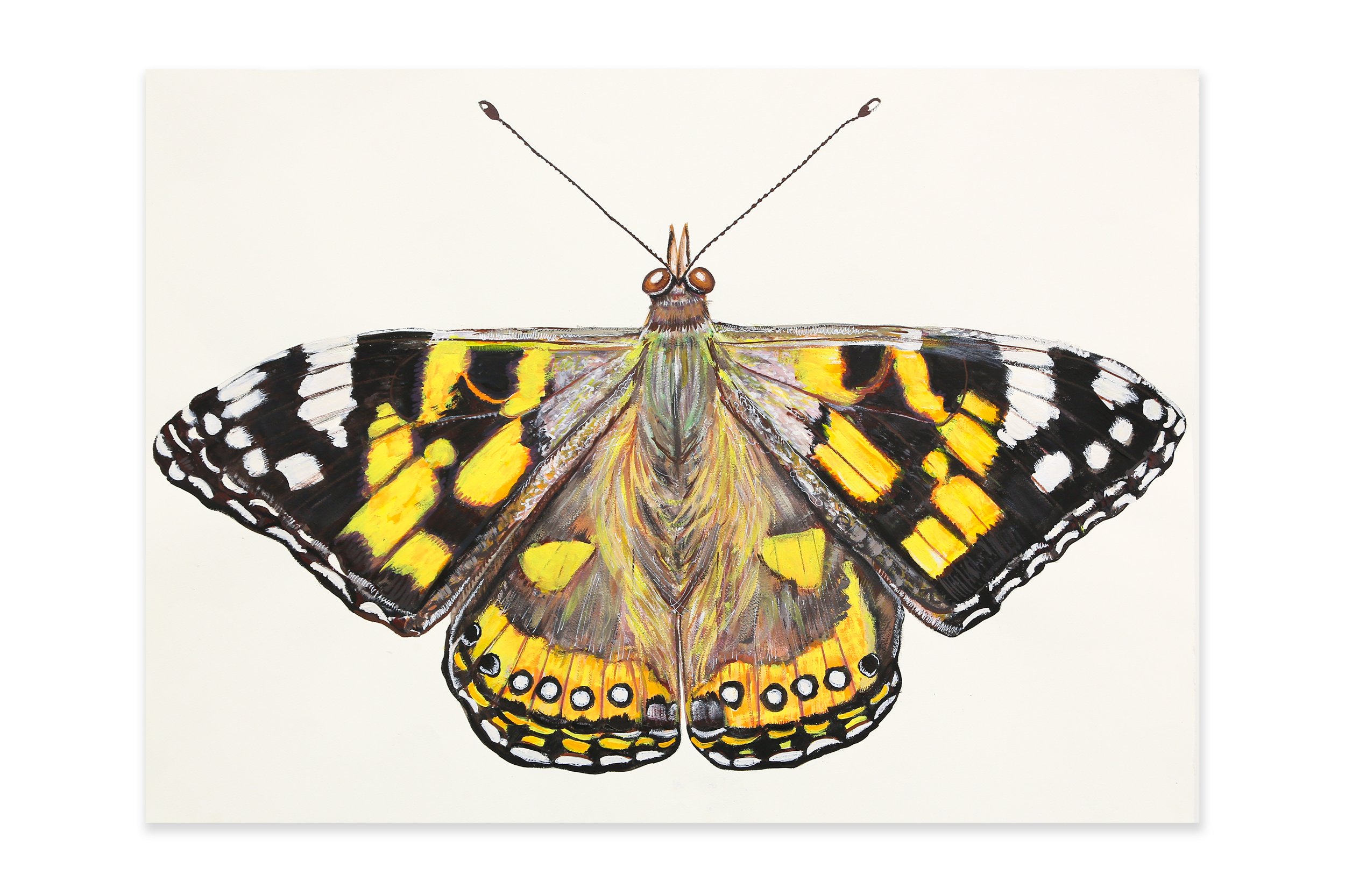 Carolyn White, Painted Lady, 2025, acrylic and ink on archival paper