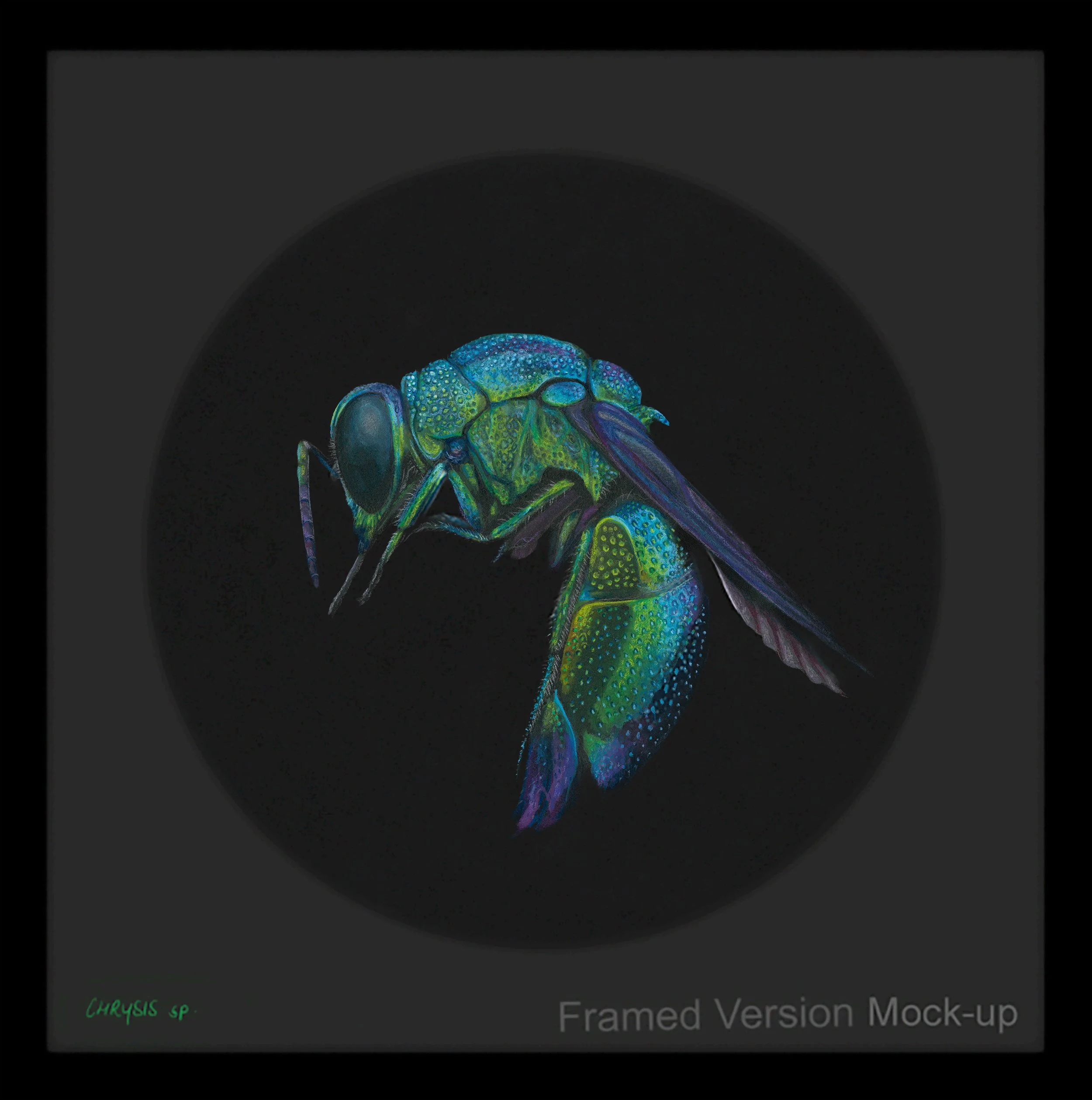 V Pardos, Cuckoo Wasp (Chrysis sp.), 2026, fine art archival print of gouache painting