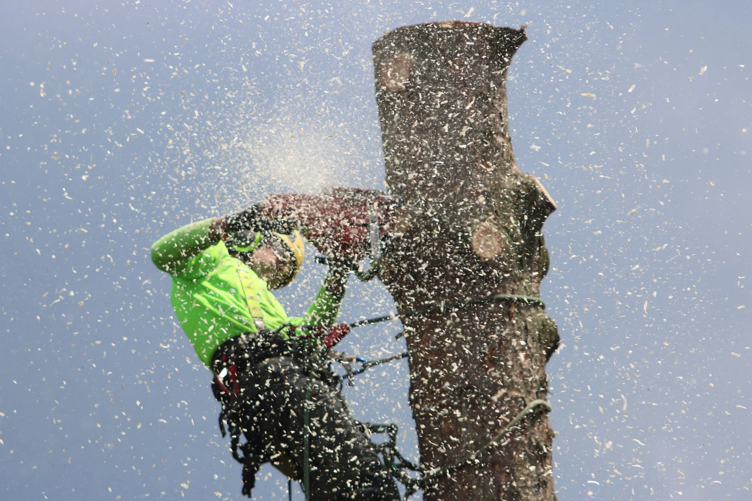 Tree Removal in Brisbane: What Affects the Price?