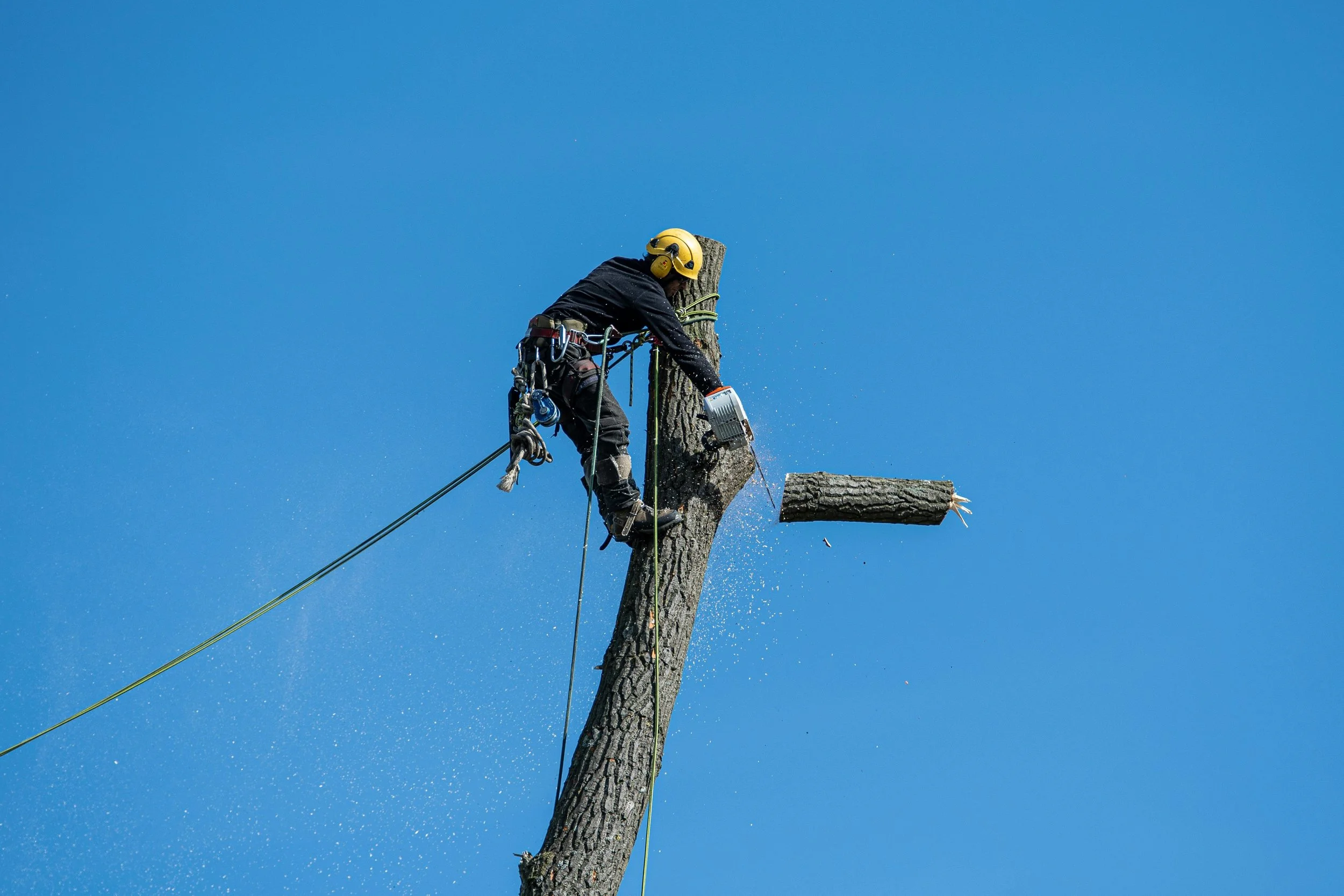Do You Need Council Approval To Remove A Tree In Brisbane?