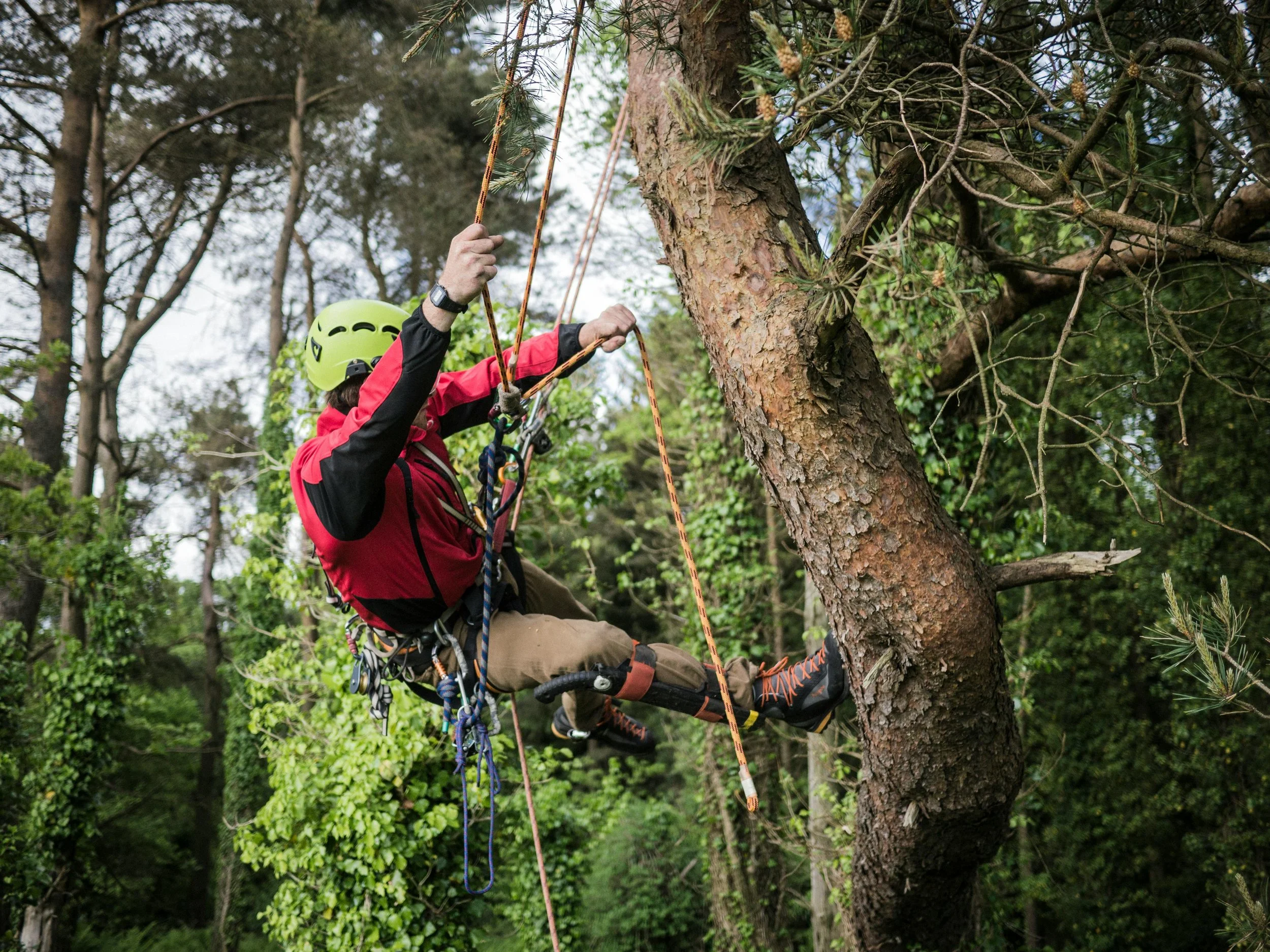 Signs A Tree May Be Dangerous To Your Property
