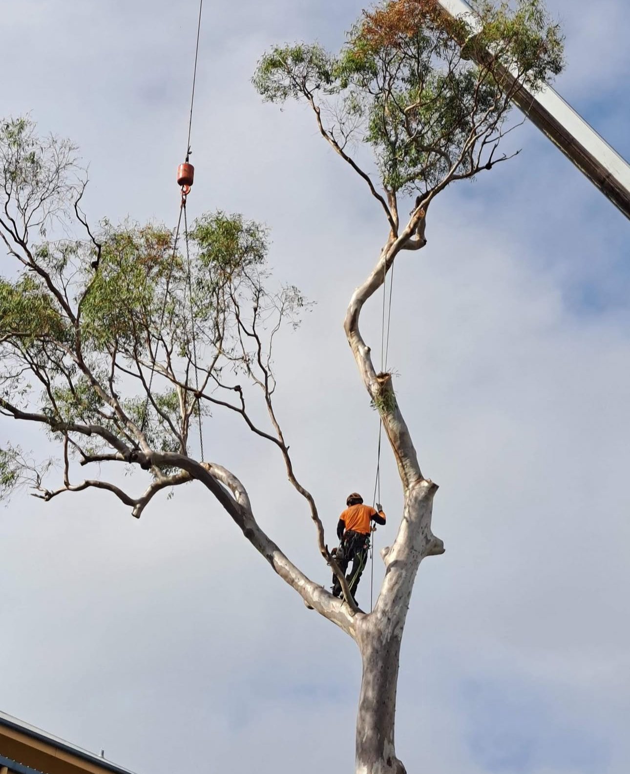 A tree worker wearing an orange safety vest and headset standing on a high tree branch, trimming or maintaining the tree with the help of ropes and harnesses, with a crane arm visible to the right.
