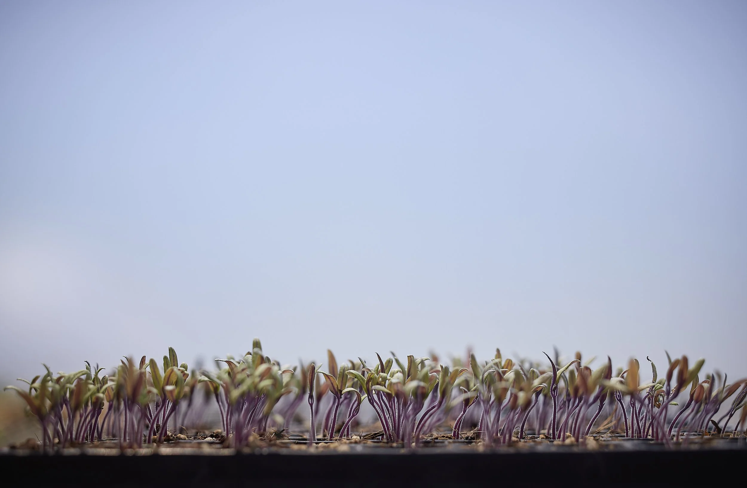 ALMABackyardFarms_12656.jpg
