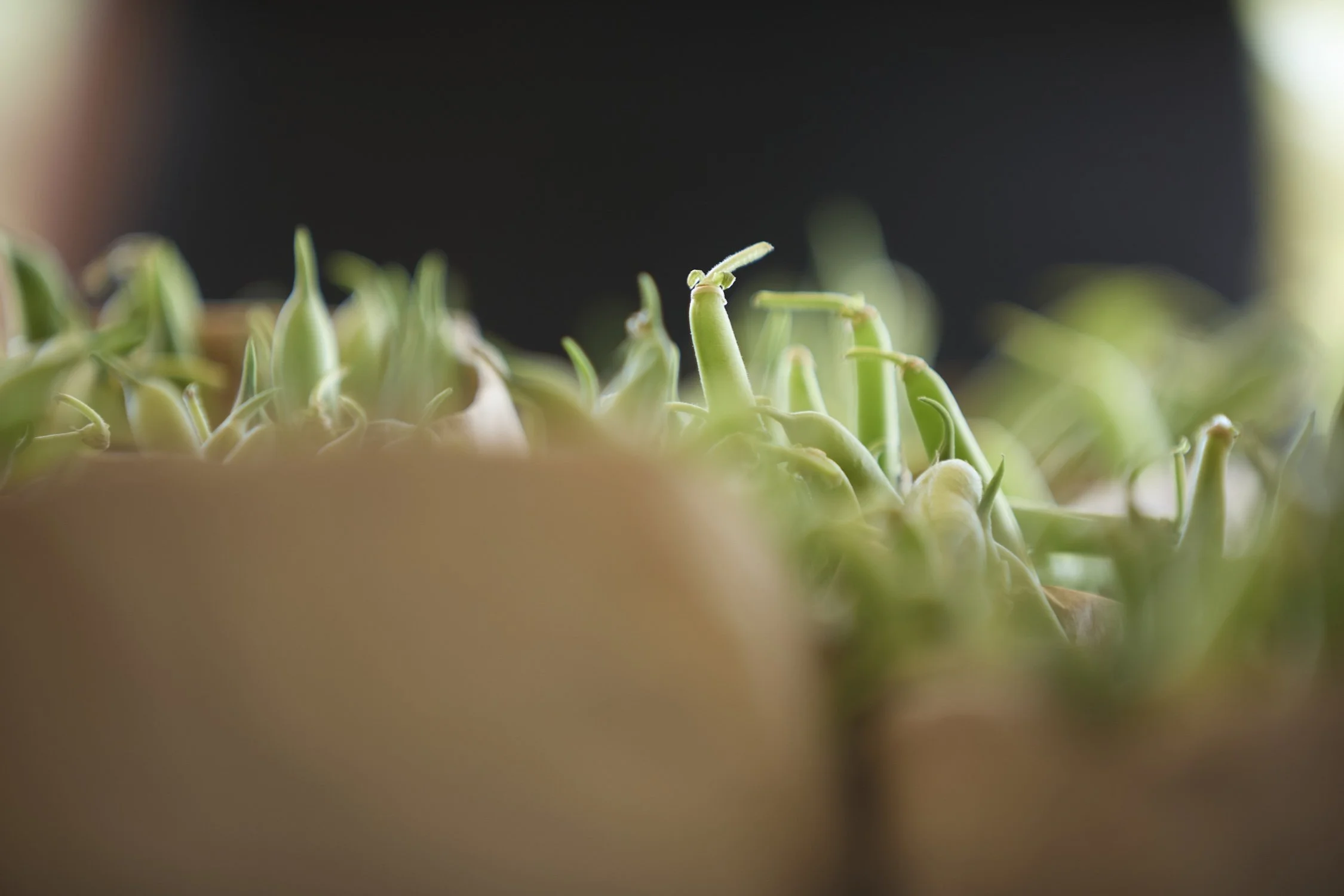 ALMABackyardFarms_25465.jpg