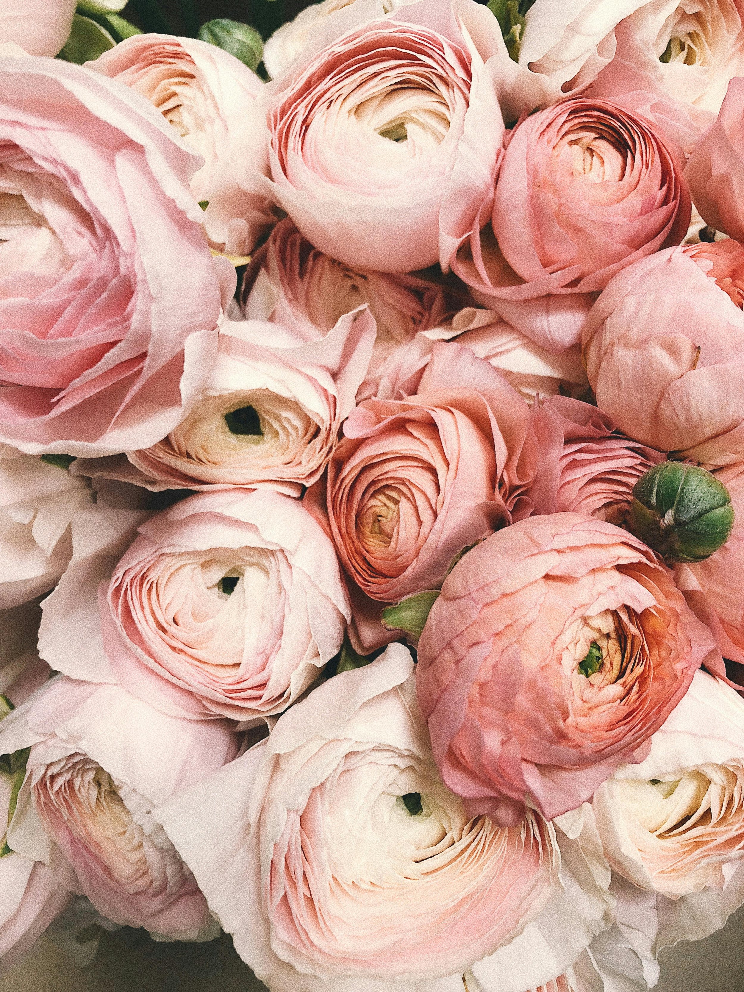 Close-up of a bouquet of pink ranunculus flowers with soft, layered petals.