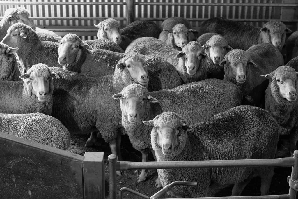 Group of sheep inside a pen, looking at the camera, in black and white.