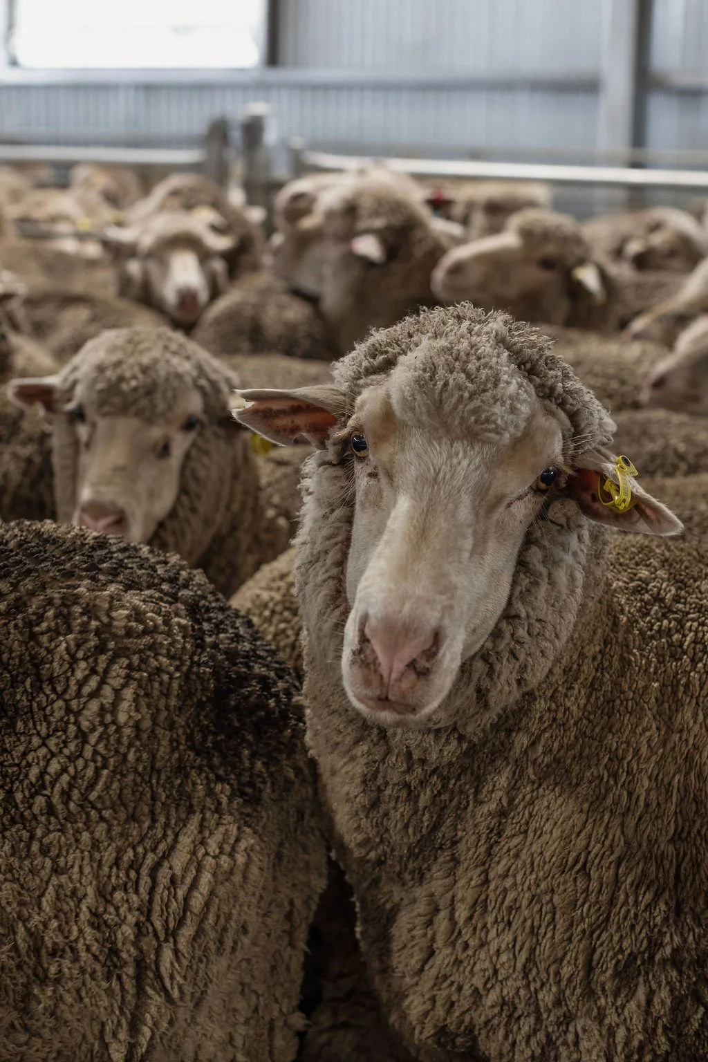 A sheep near the camera with other sheep in the background inside a barn.