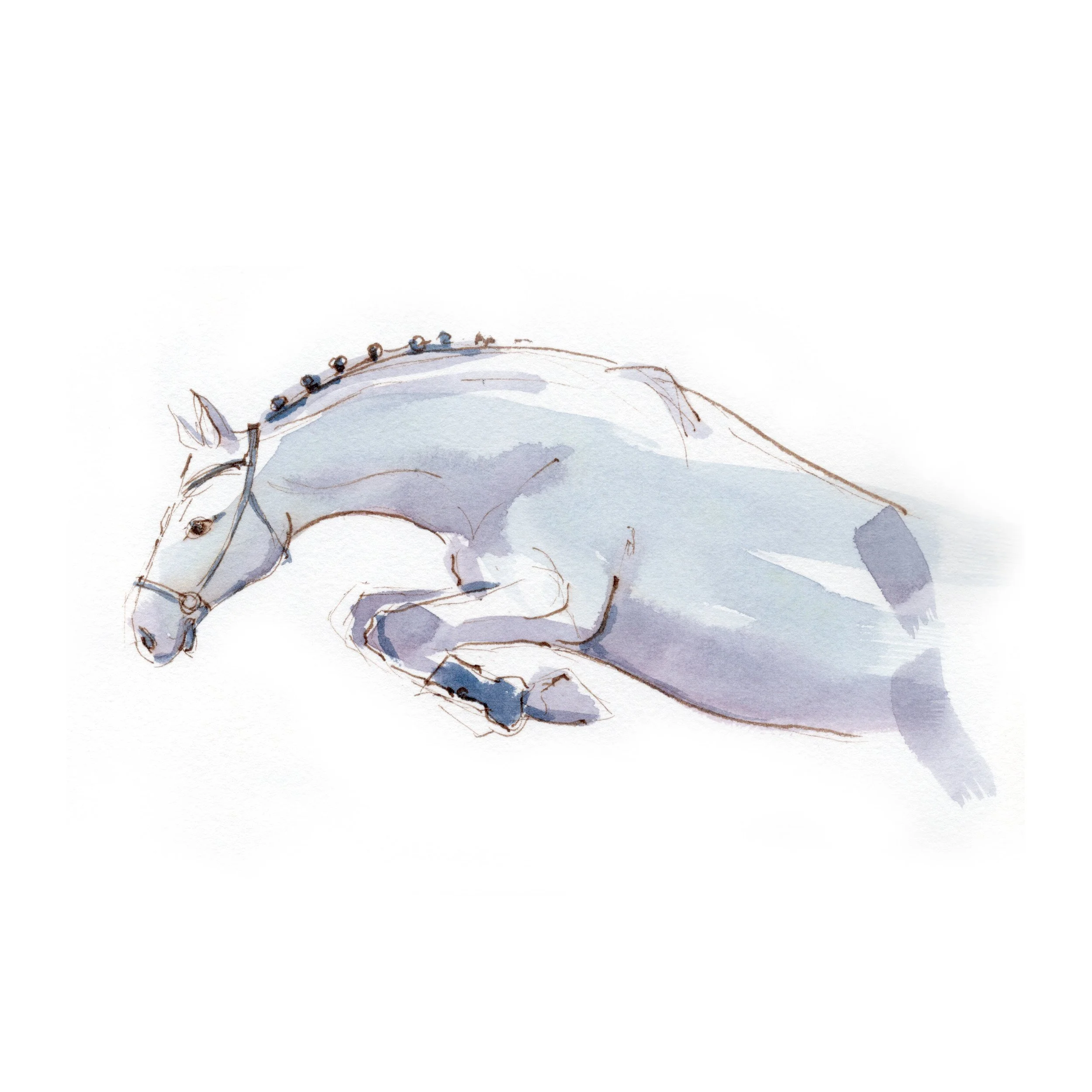 Bascule of a jumping horse