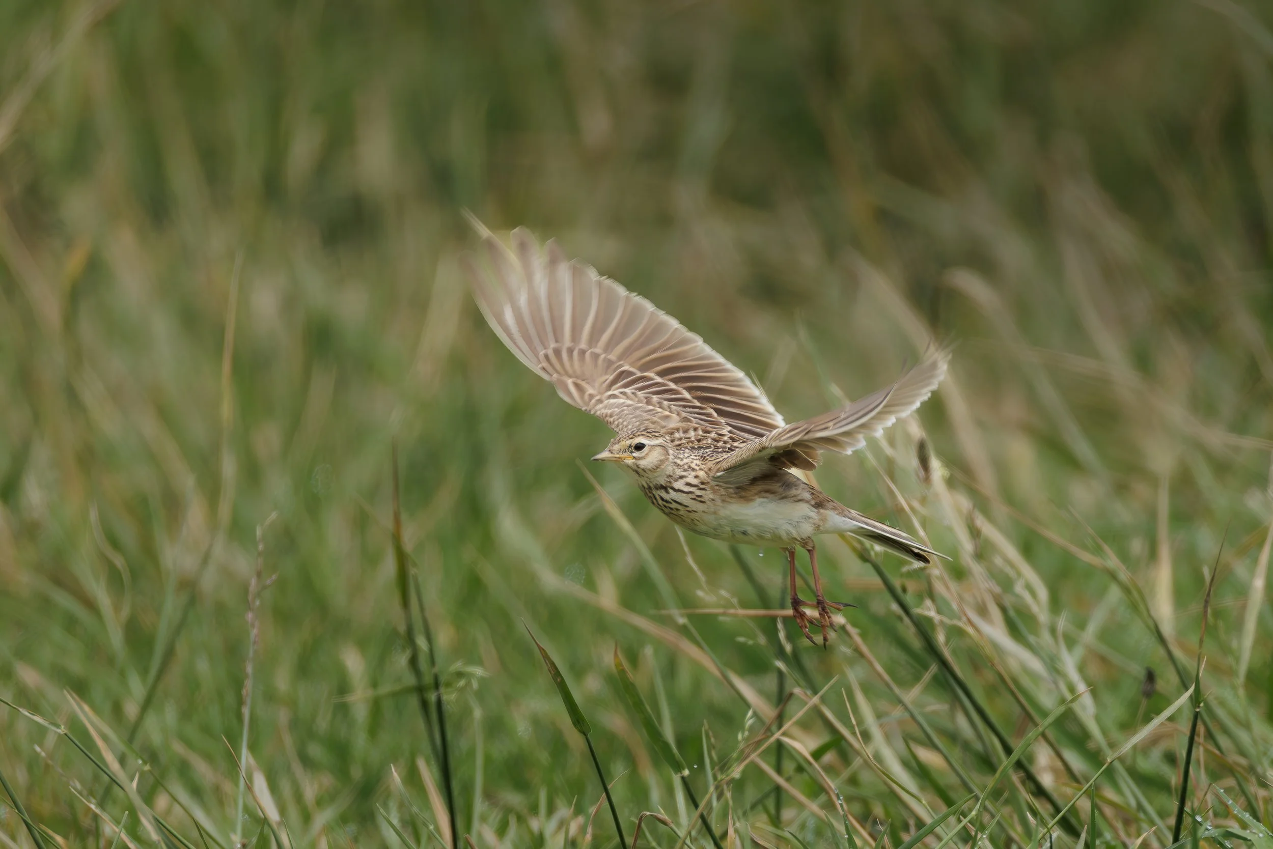 Eurasian Skylark