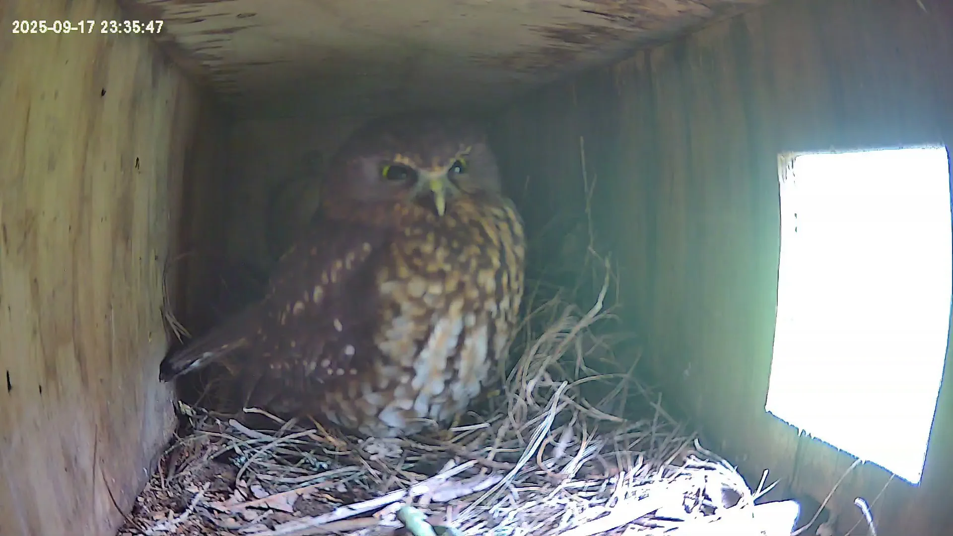 Howling Winds and Ruru