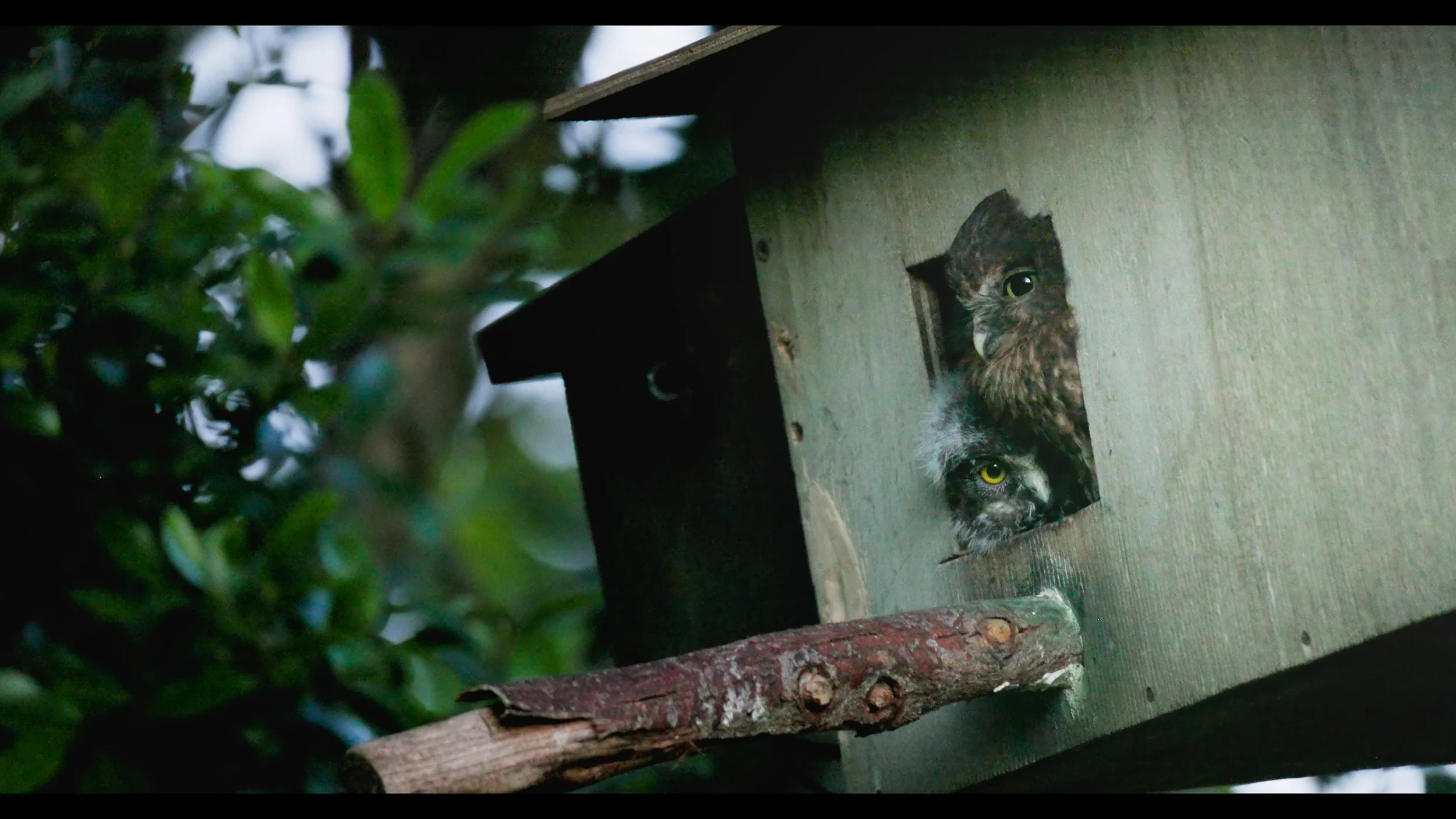 Owlets fledged and the final film
