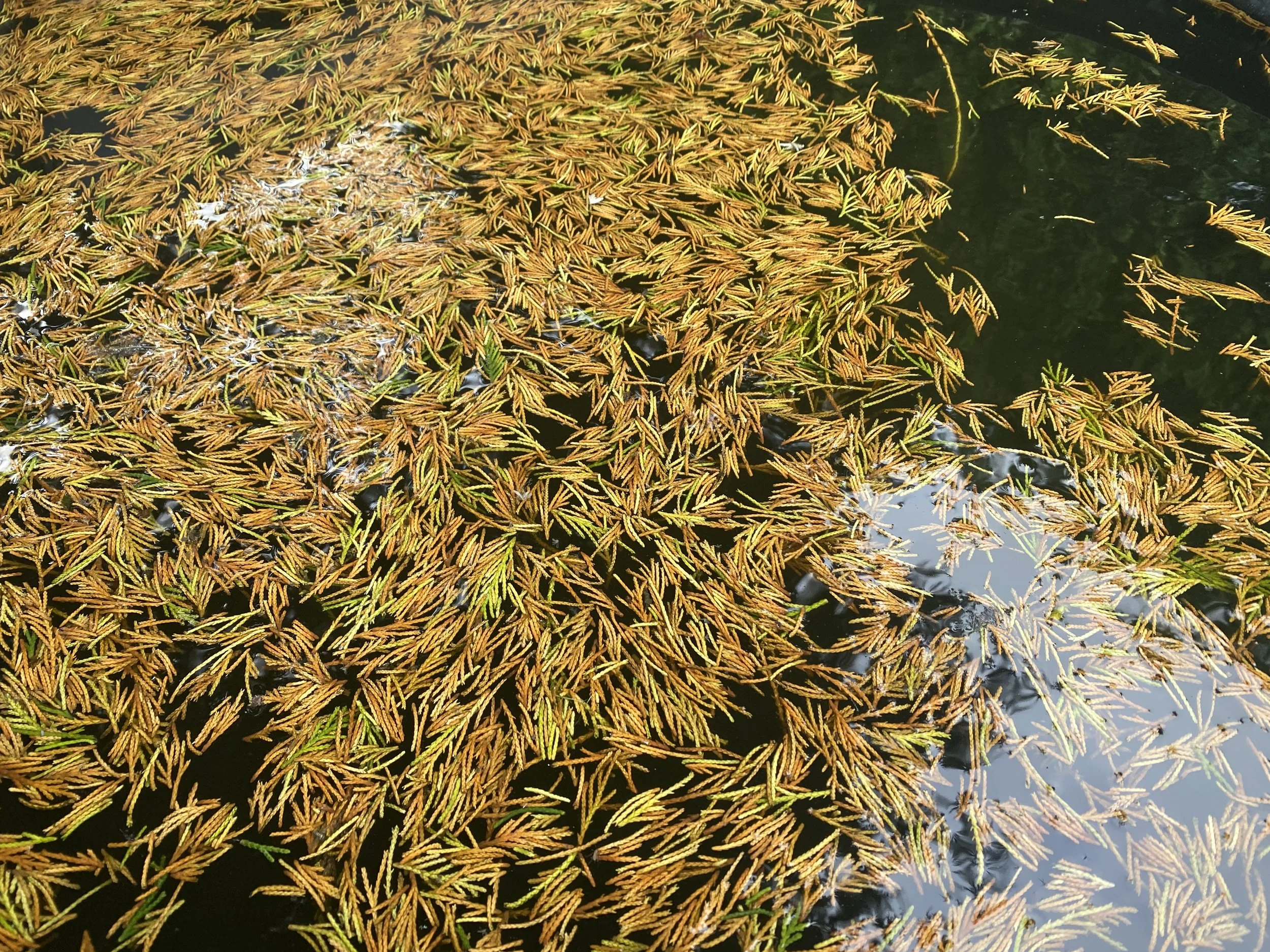 Sometimes the simple things