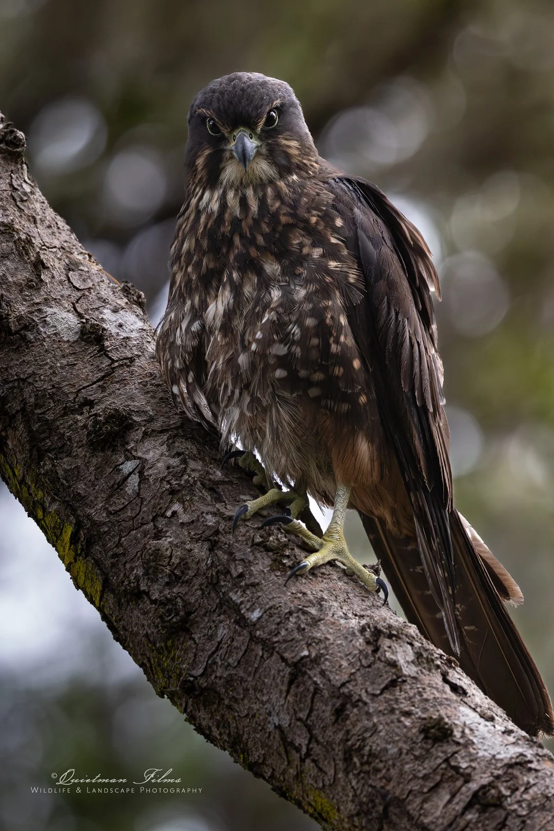 In pursuit of Perfection