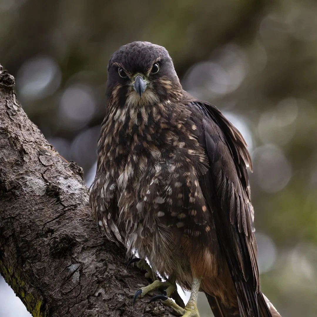 In pursuit of Perfection