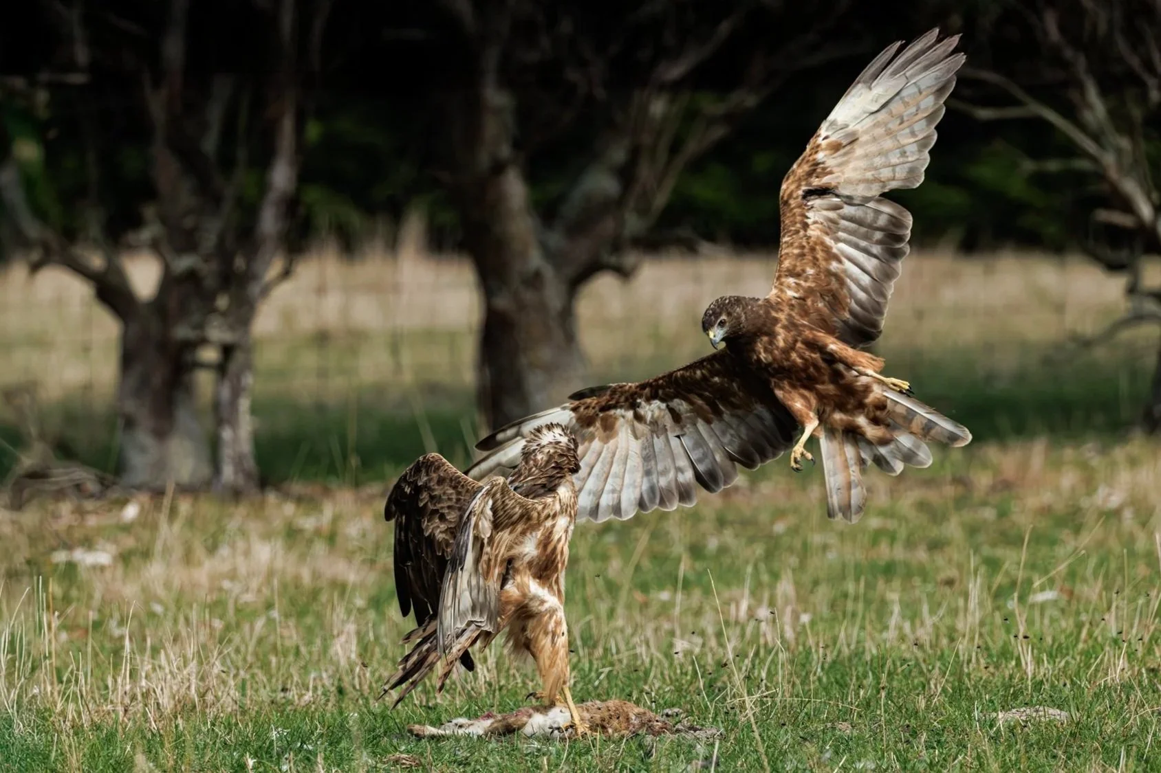 Swamp Harrier Heaven