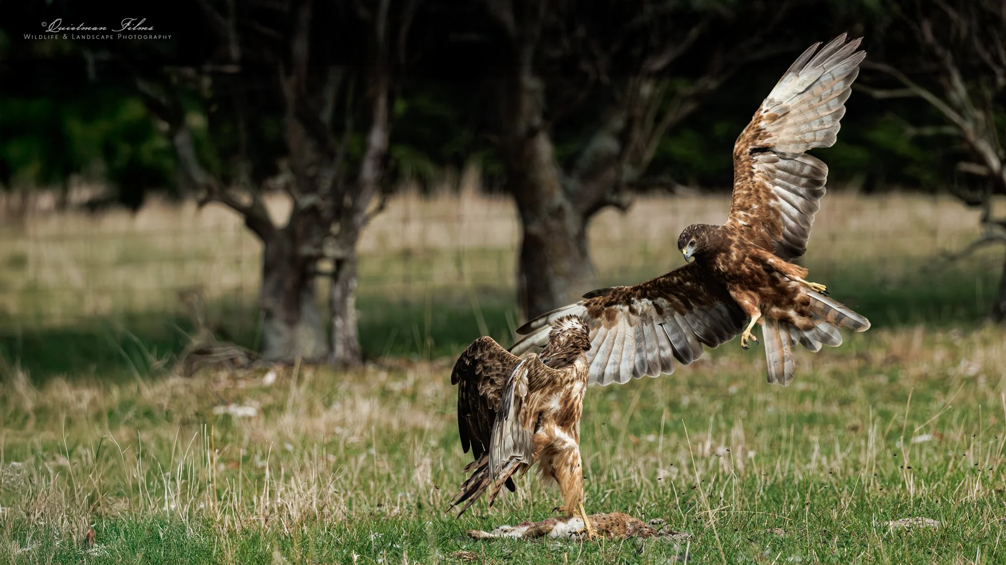 NZ Swamp Harriers dusting up over a bunny