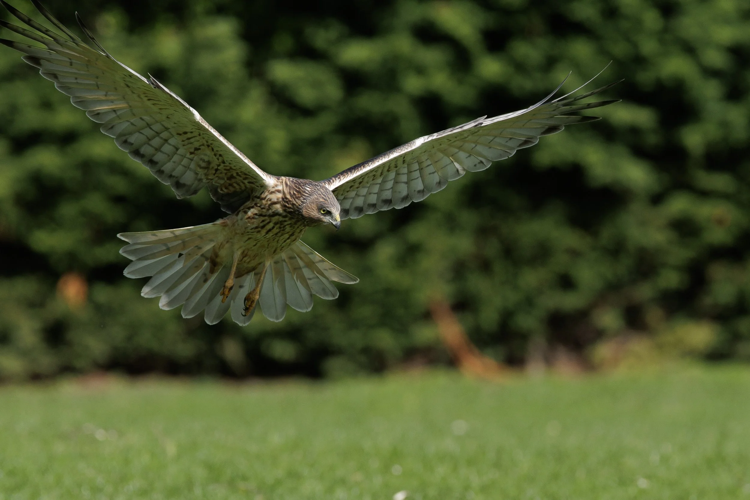New Zealand Swamp Harrier flaring as it lands to grab some prey.