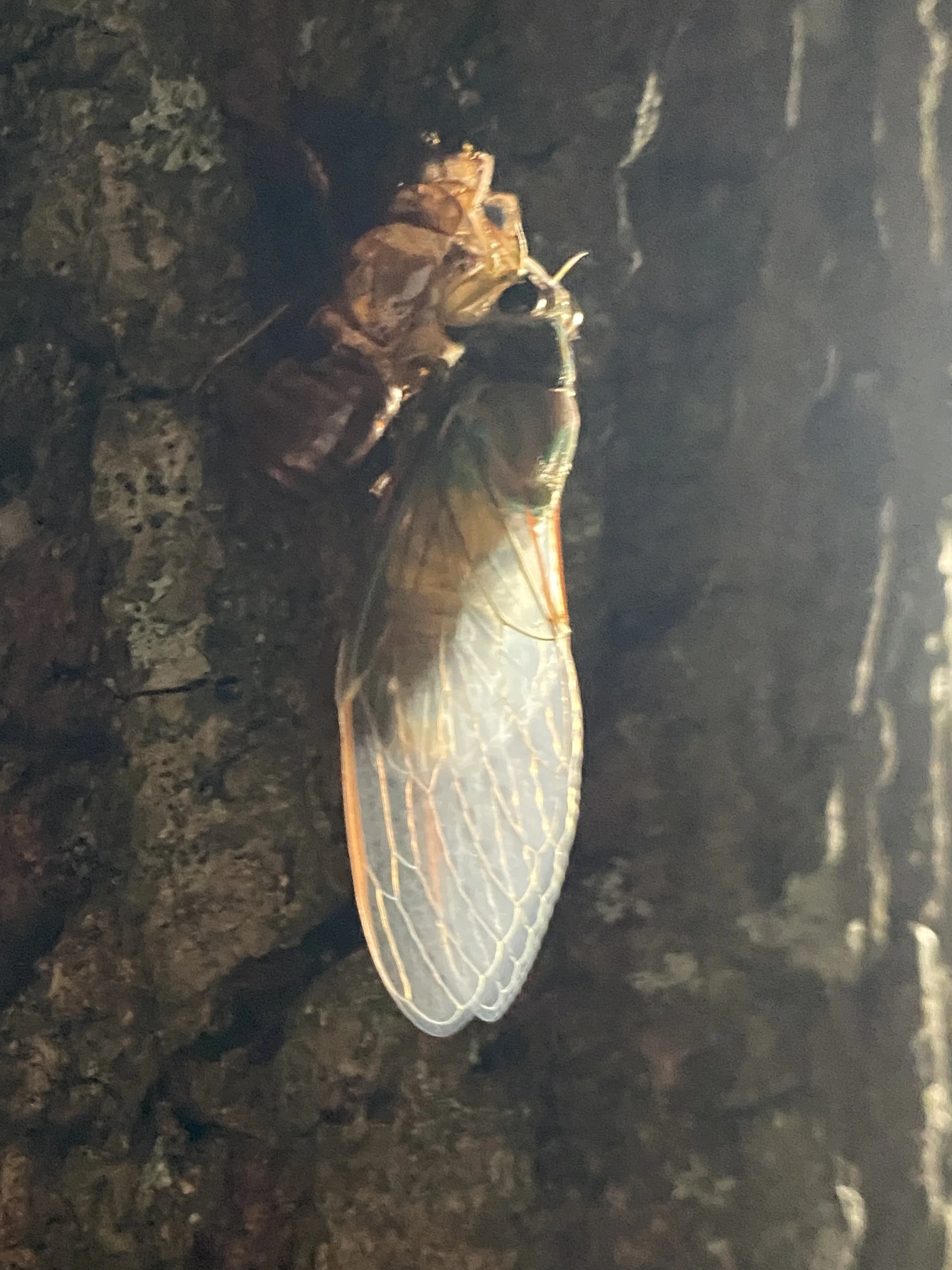 A freshly emerged Cicada, New Zealand