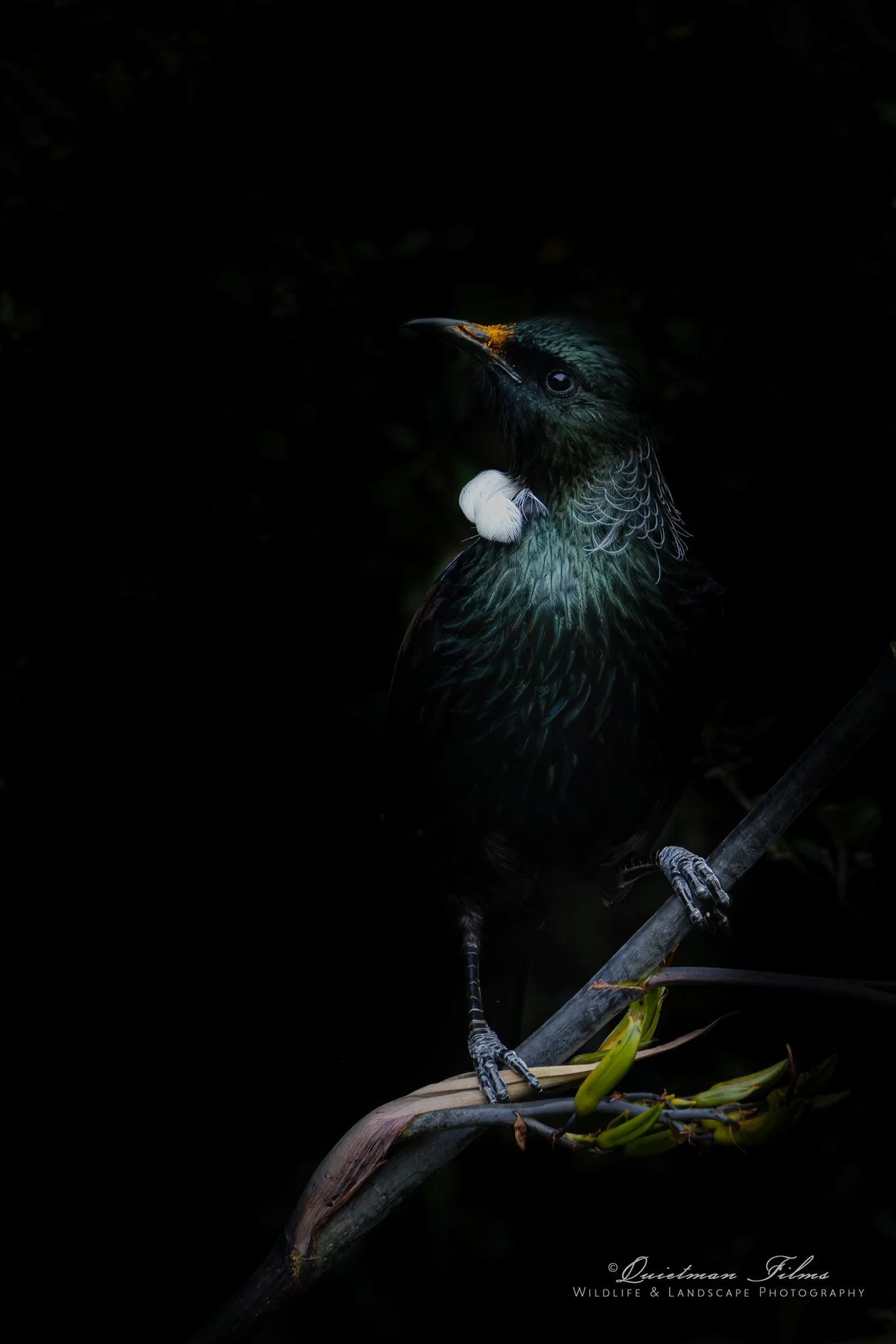 A dark-feathered bird perched on a branch, with a white fluff on its chest and some yellow flowers nearby.