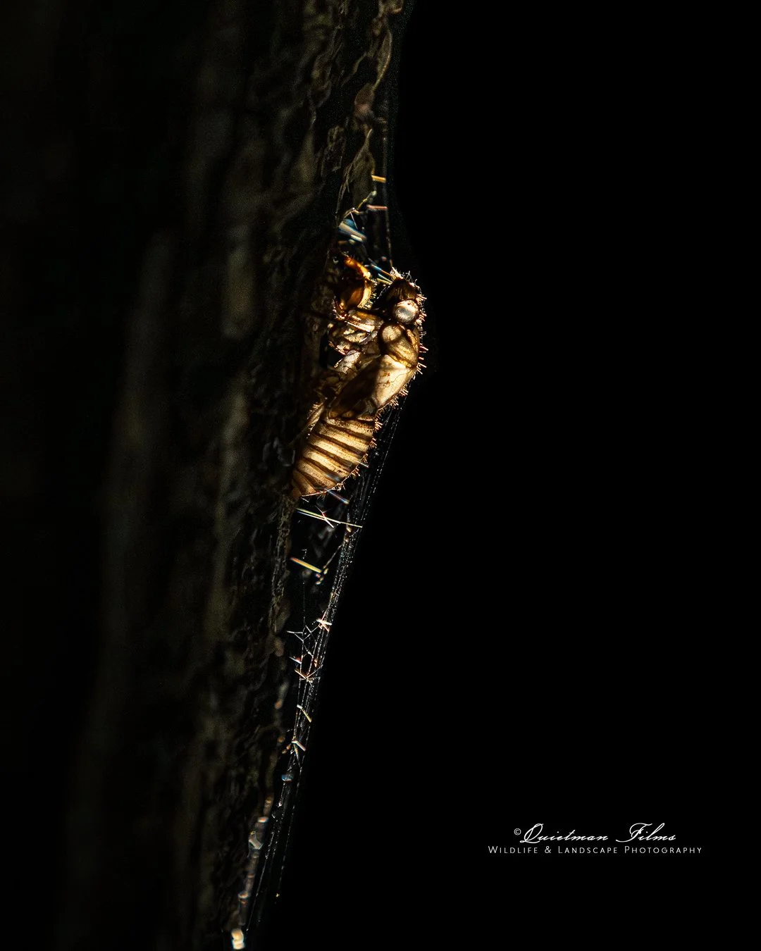 A discarded Cicada exoskeleton on an oak tree