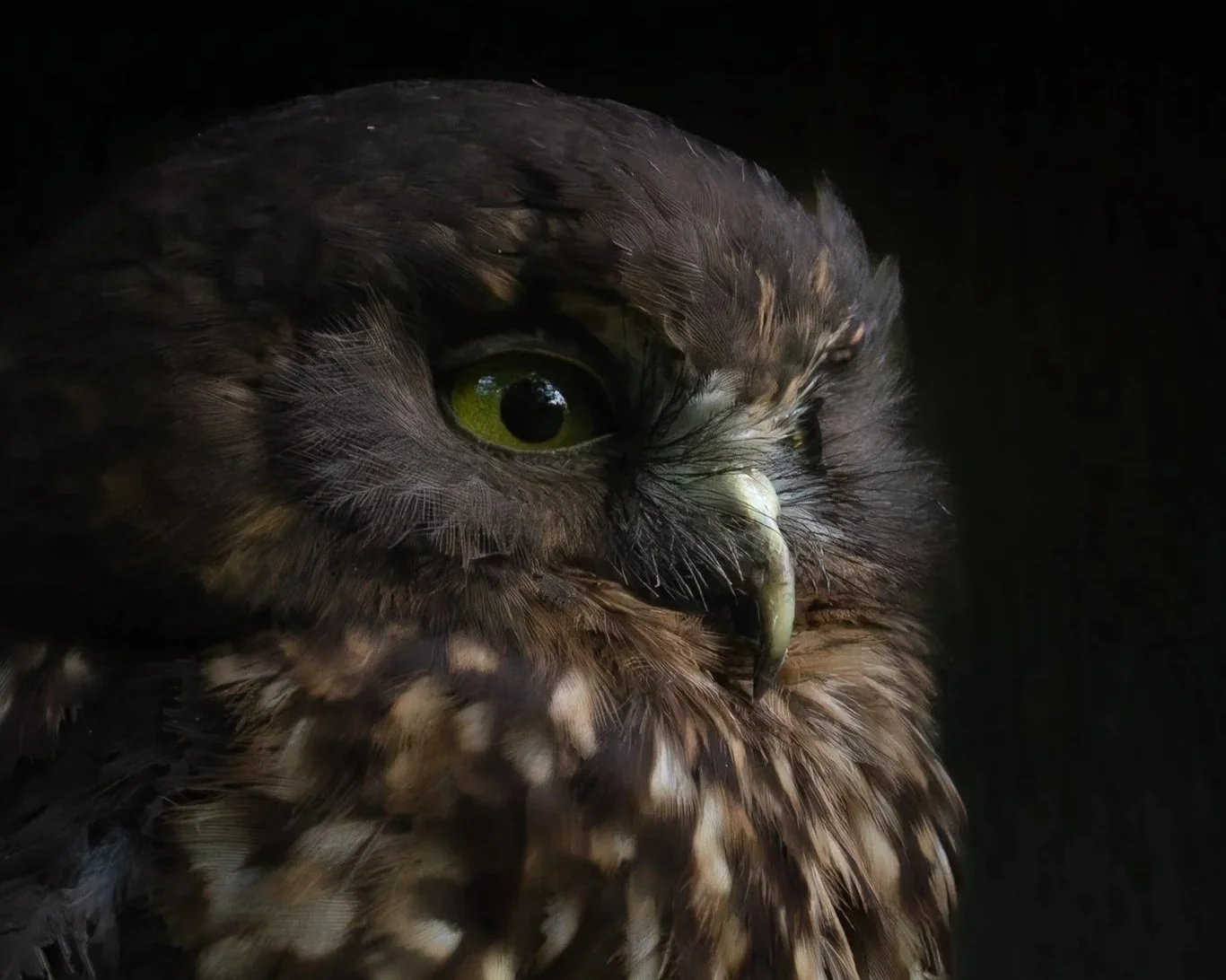 New Zealand Wildlife