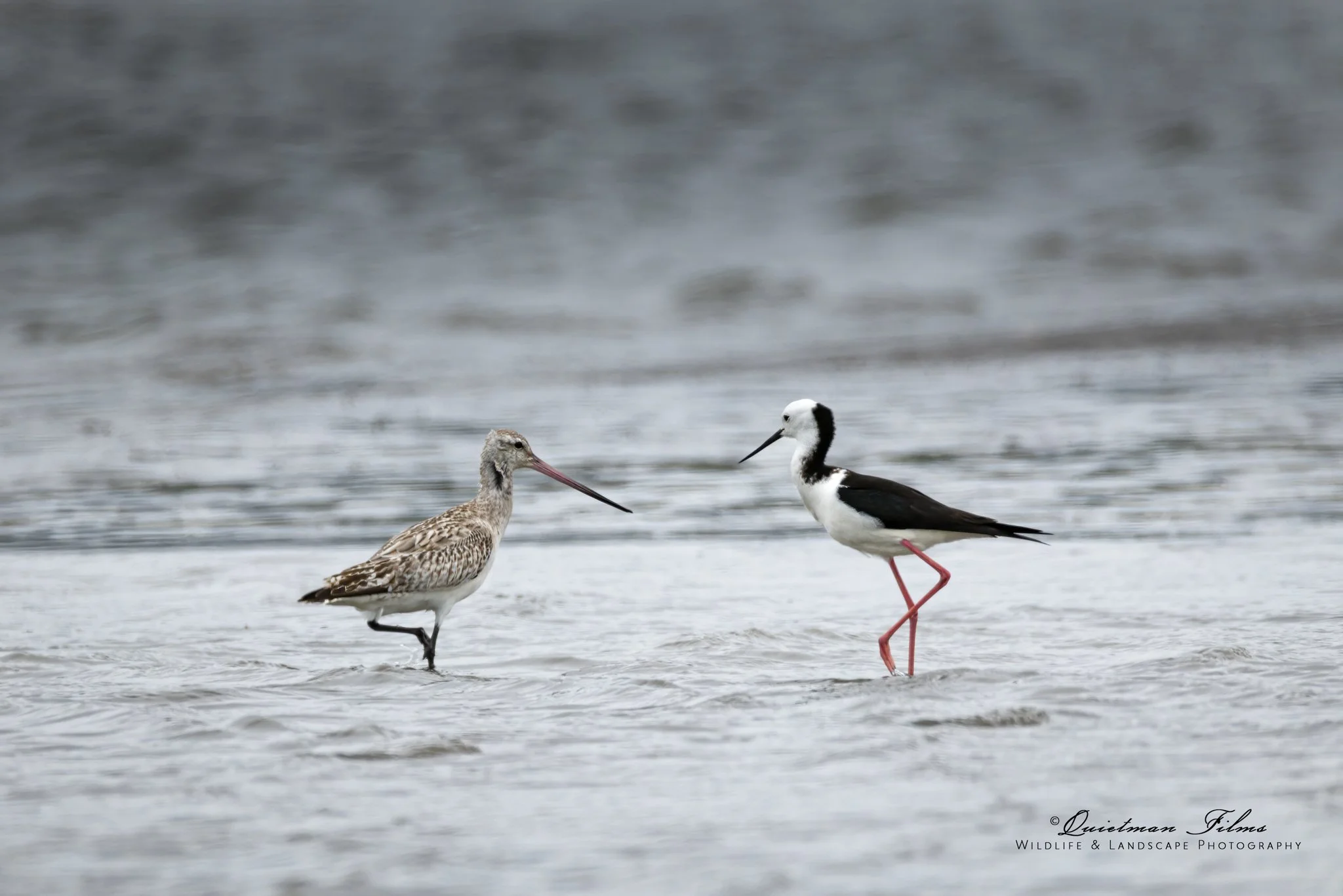 Bar tailed Godwit facing off against a NZ Pied Stilt