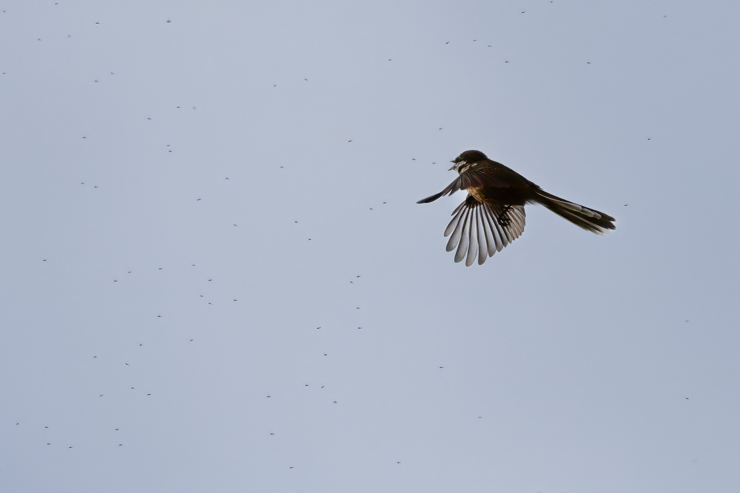 _J7A0073-Edit (1).JPG