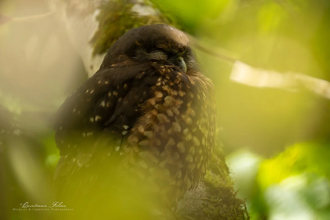 Ruru (Morepork)